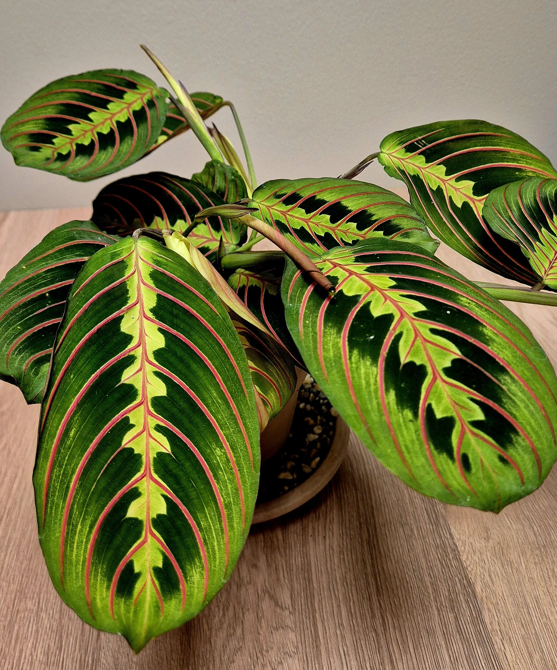Maranta prayer plant tropical houseplant with patterned green leaves in Hednesford Staffordshire