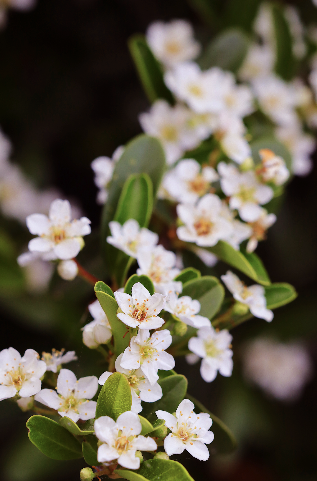 Indian Hawthorn (Digital Download)