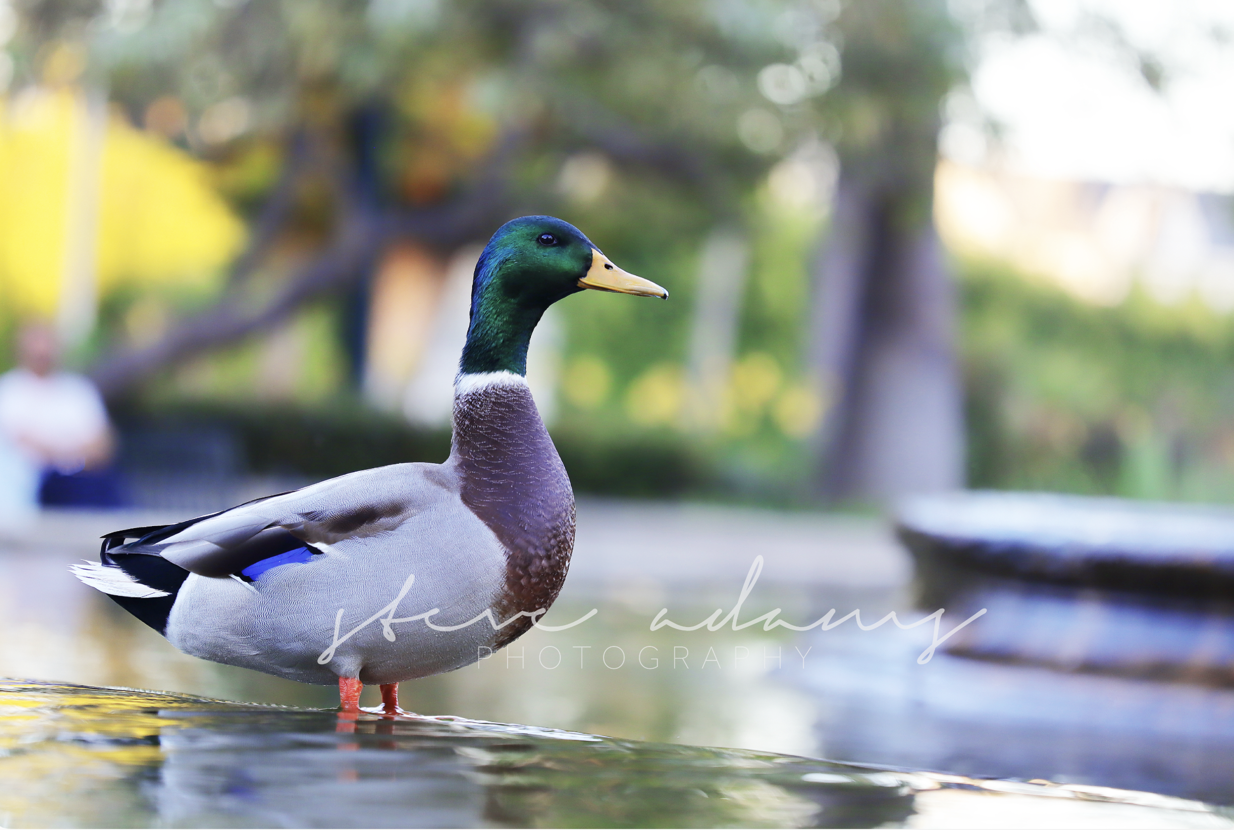Mallard (Digital Download)