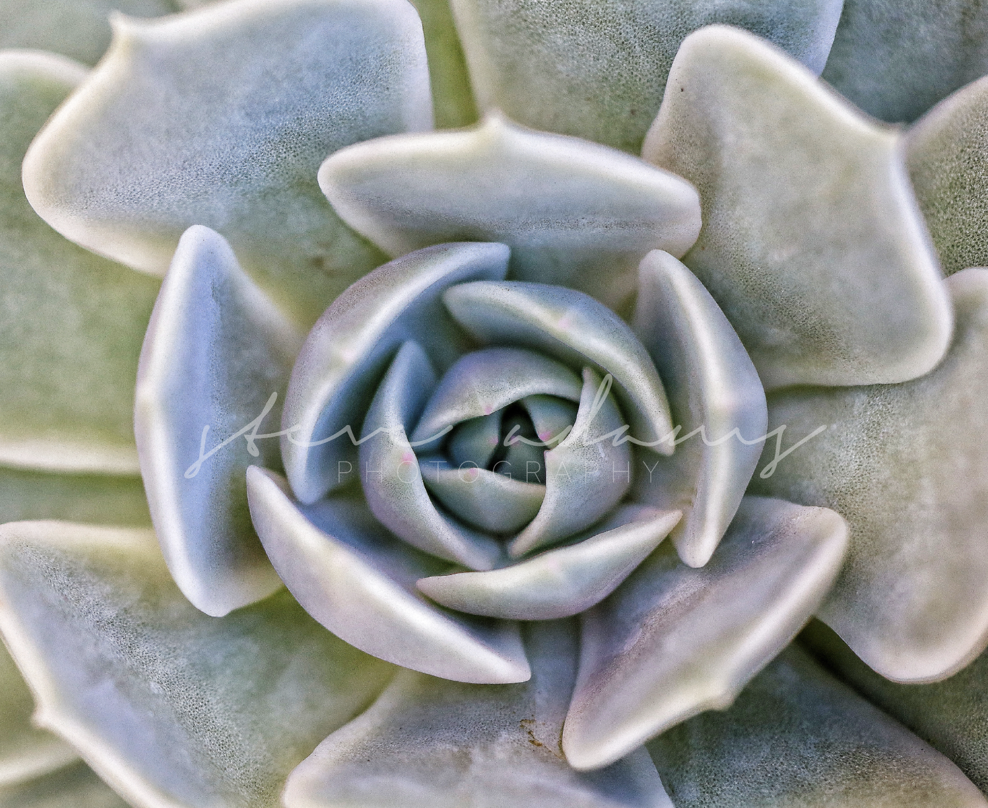 Castelo Blanco (Digital Download)