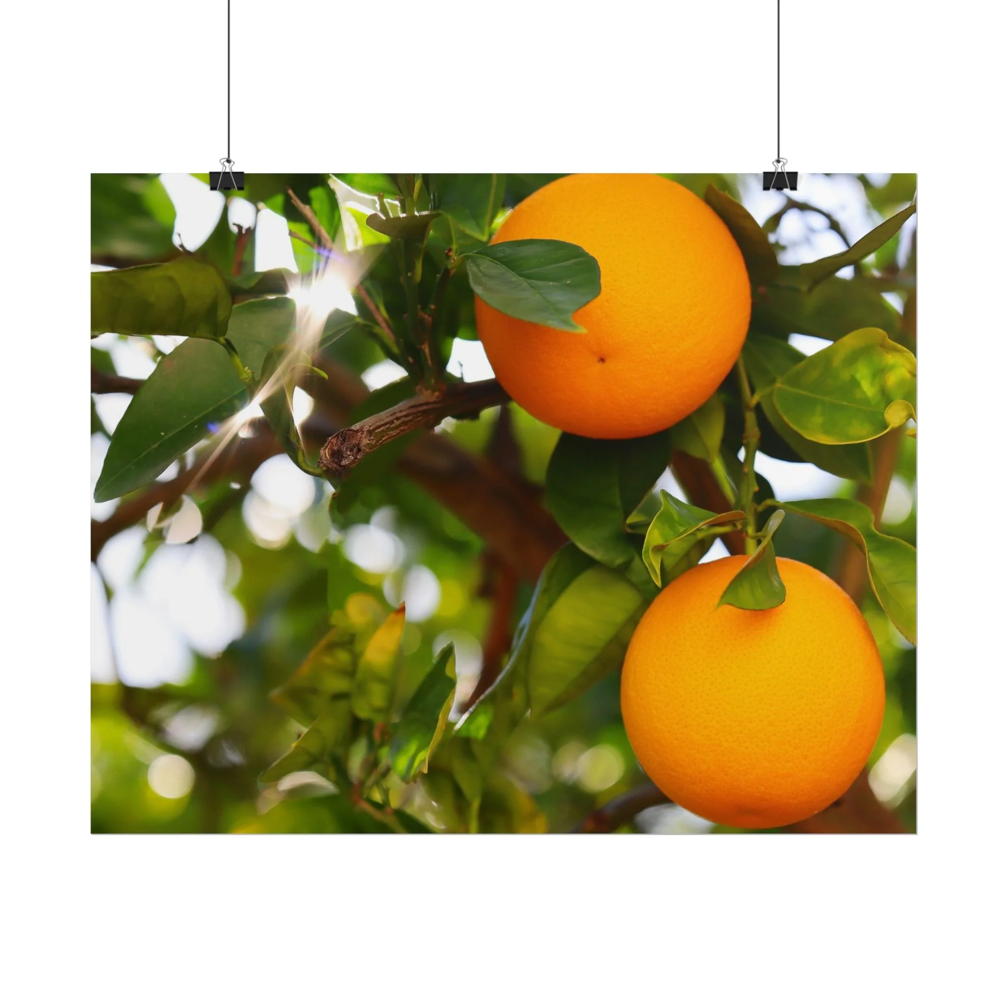 Golden Harvest (Print)