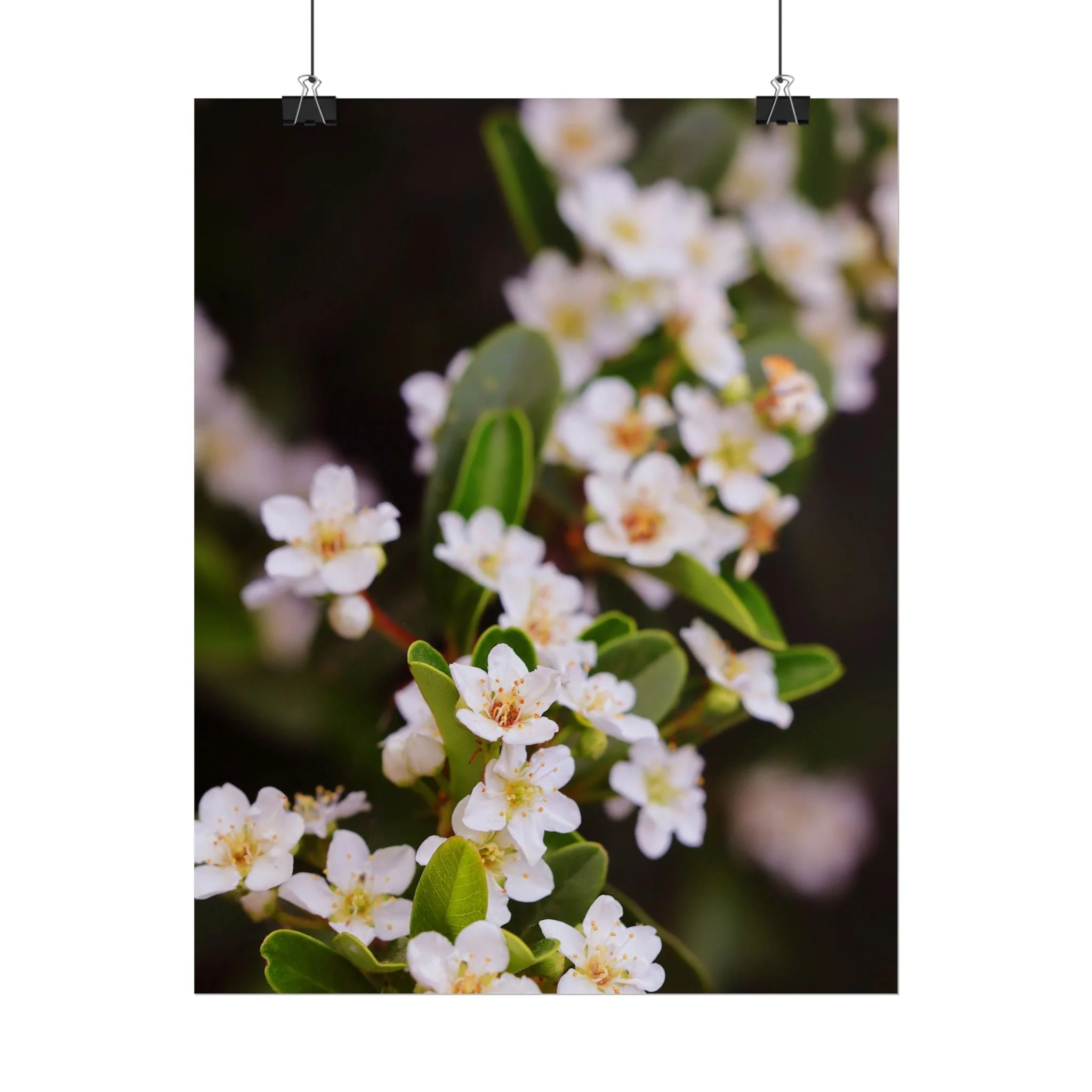 Indian Hawthorne (Print)