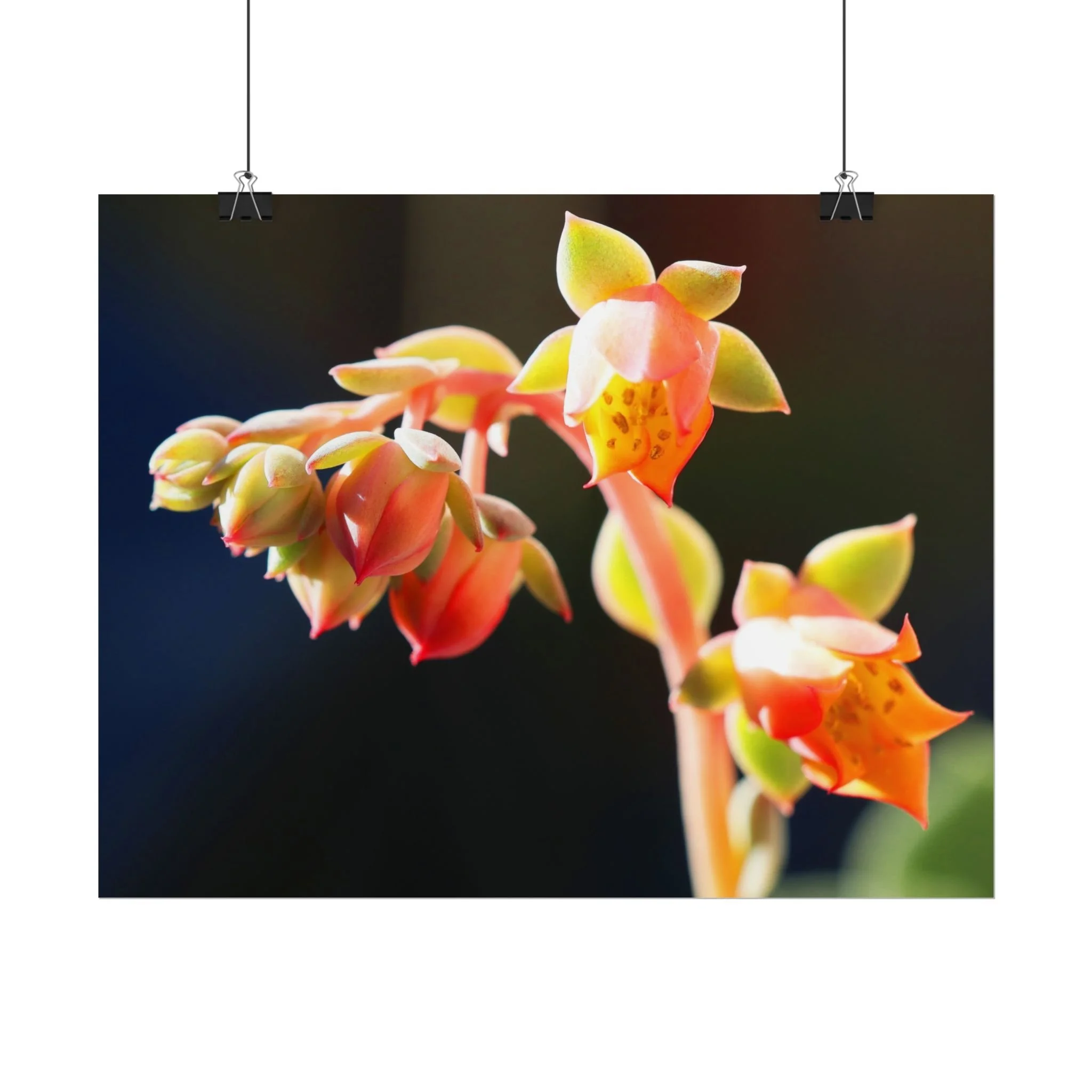 Summer Succulent (Print)