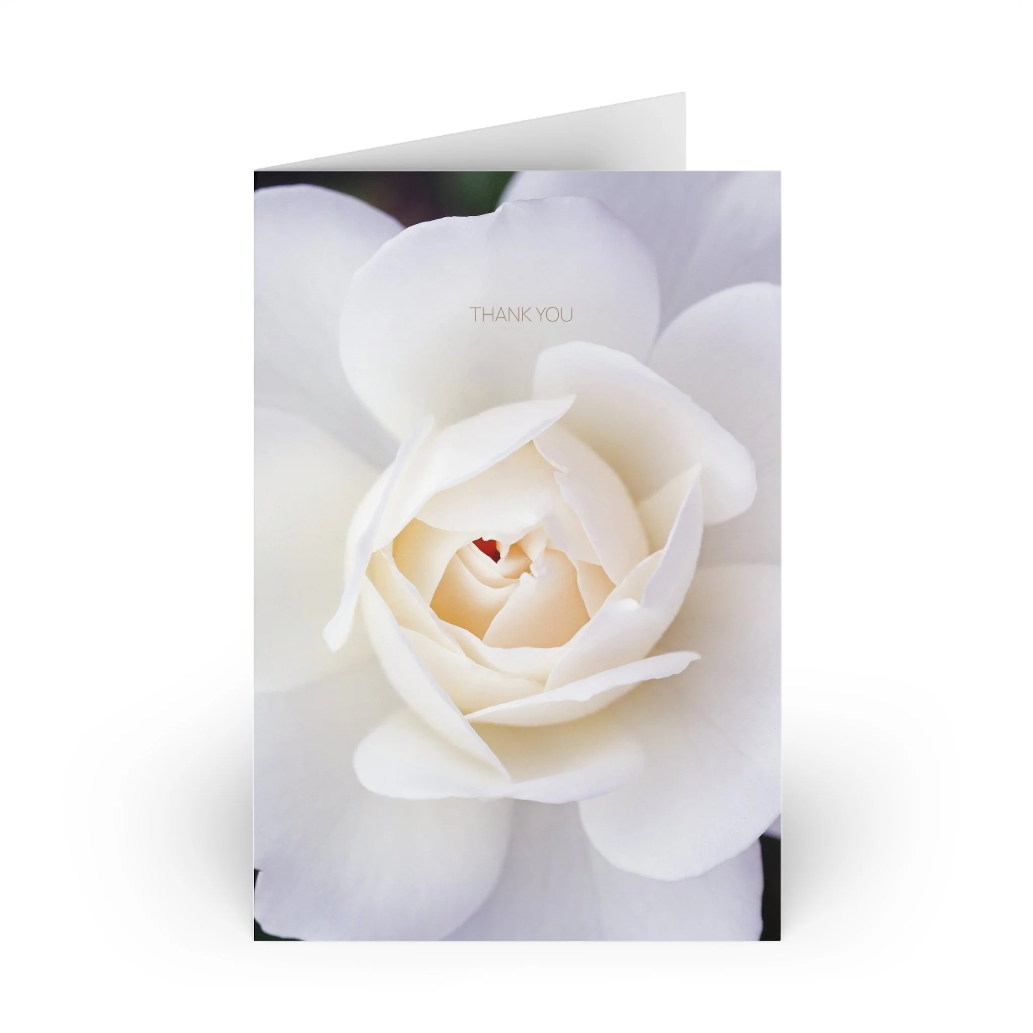 Wild White Rose Thank You Cards (Set of 10)