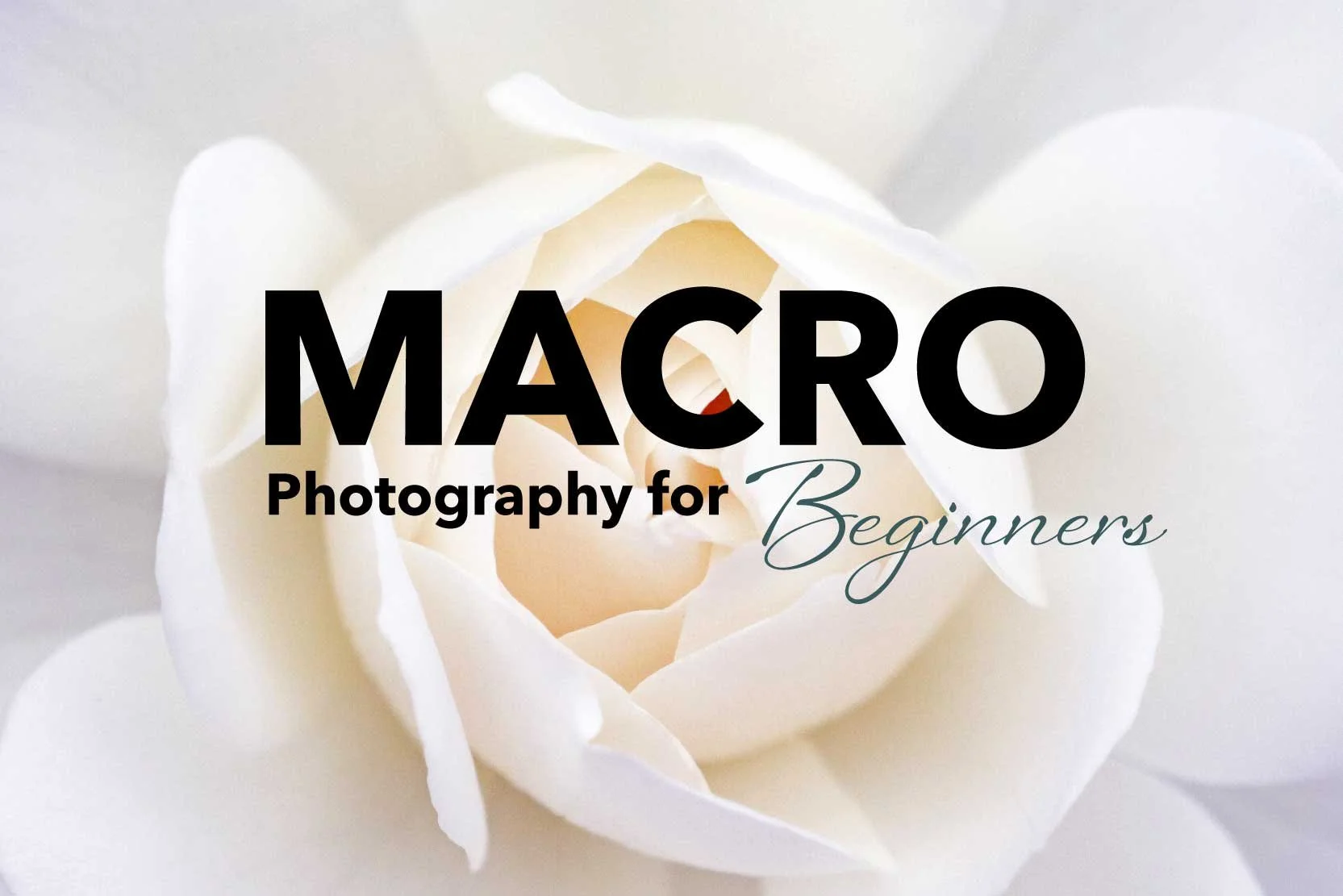 Macro Photography for Beginners: How to Get Started without Overthinking It