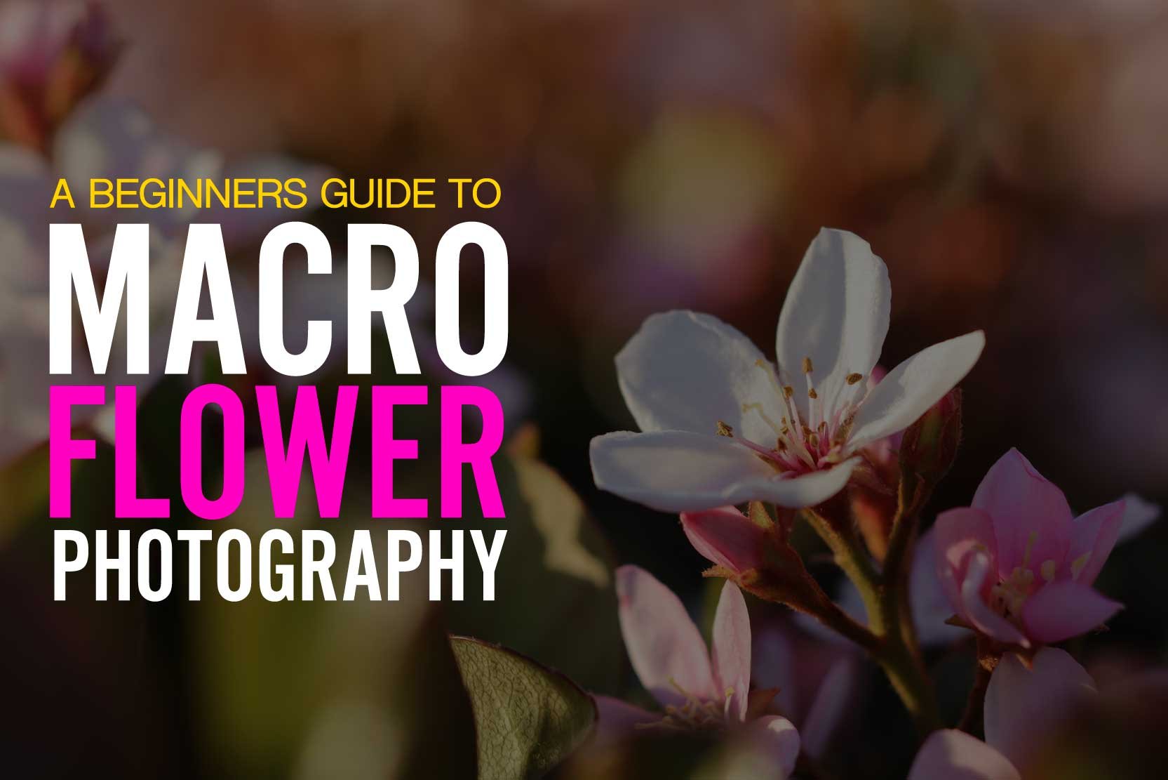 A Beginner's Guide to Macro Flower Photography
