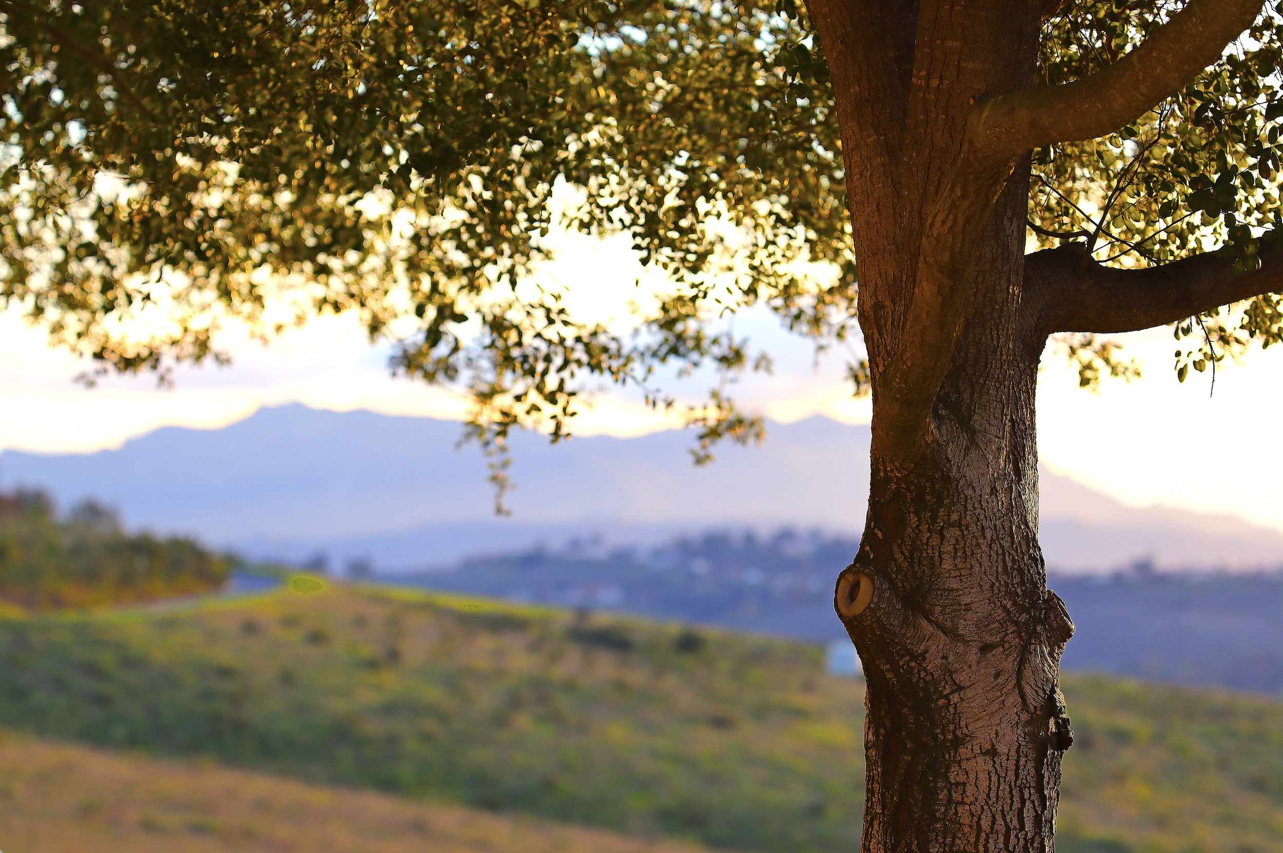 Shaded (Digital Download)