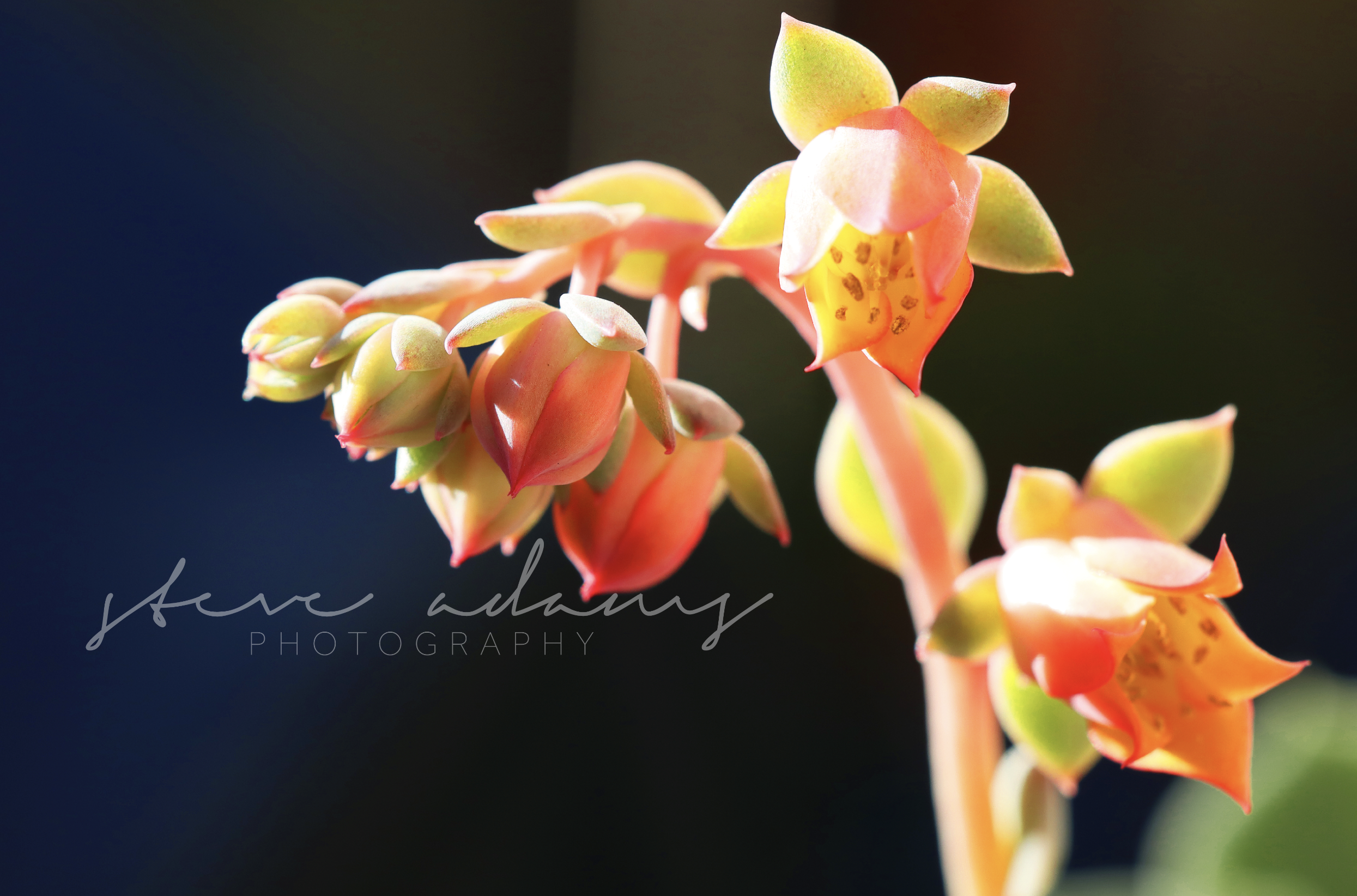 Summer Succulent (Digital Download)