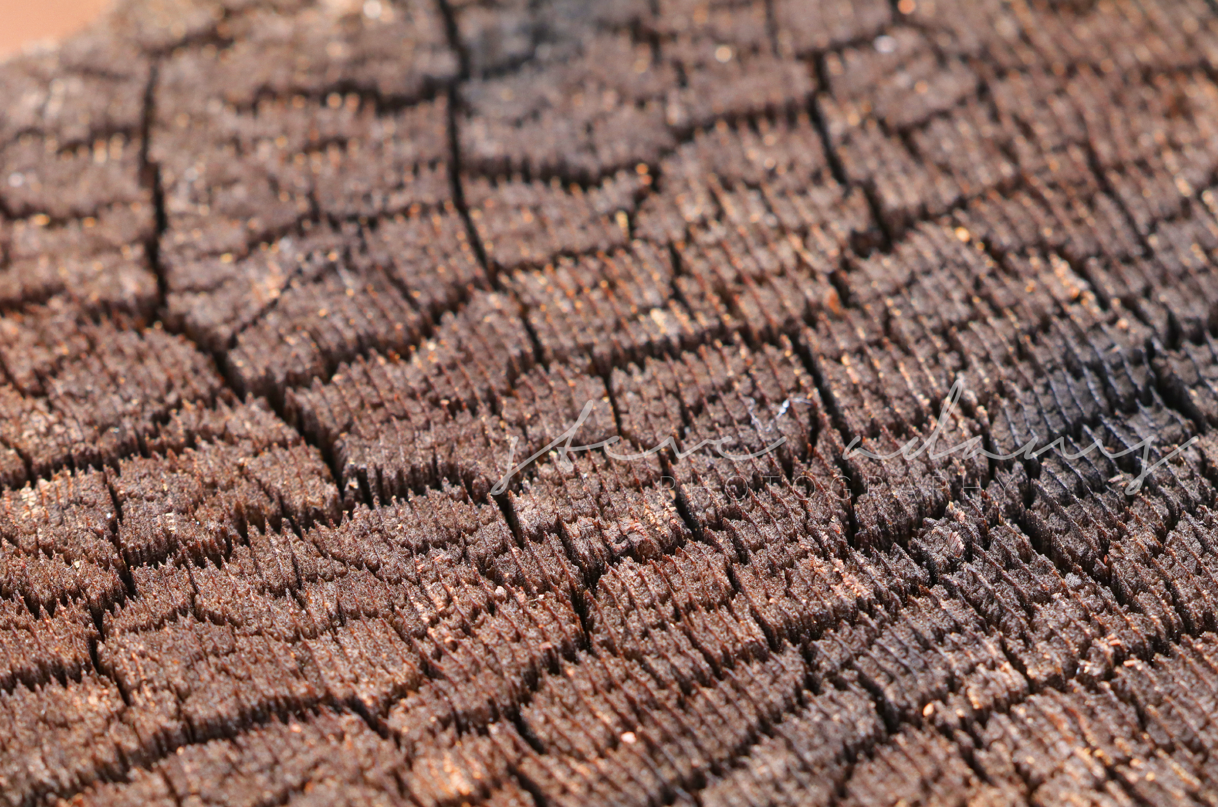 Grain and Grit (Digital Download)