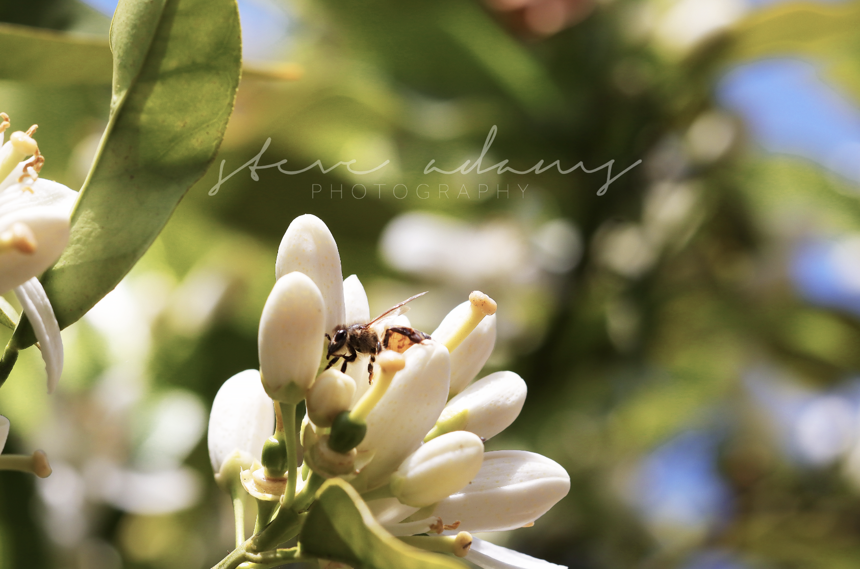 Busy Bee (Digital Download)