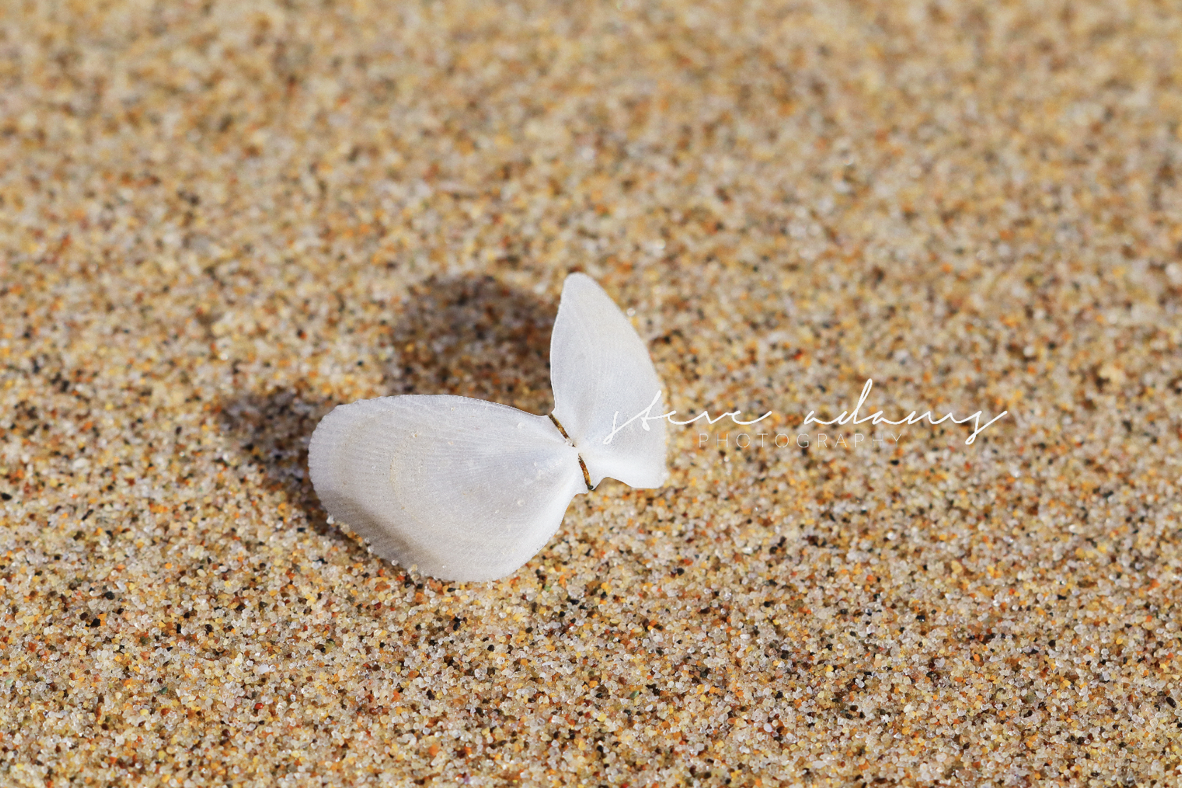 Beach Butterfly (Digital Download)