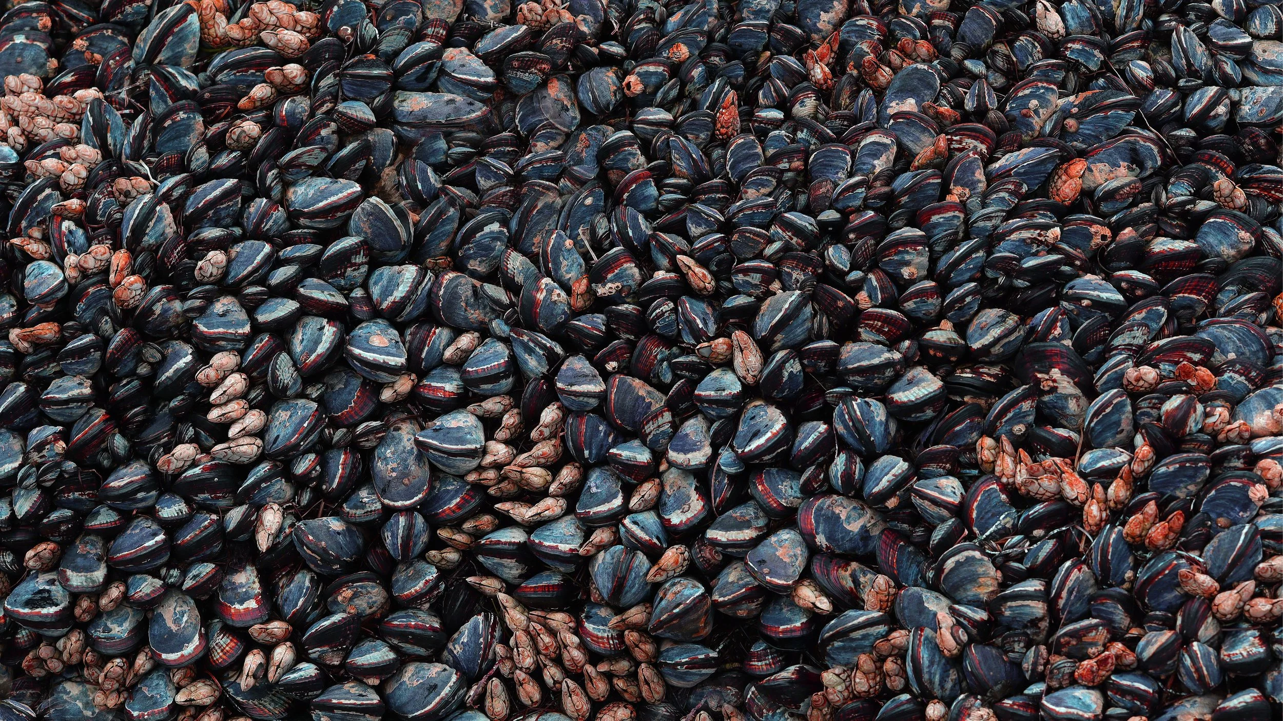 MuscleCrop.jpg