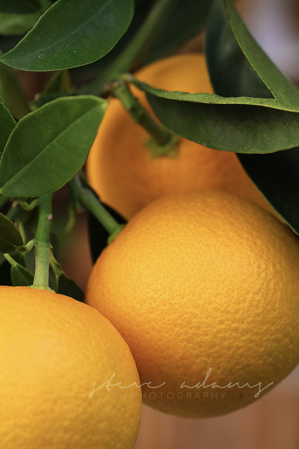 Sweet Orange (Digital Download)