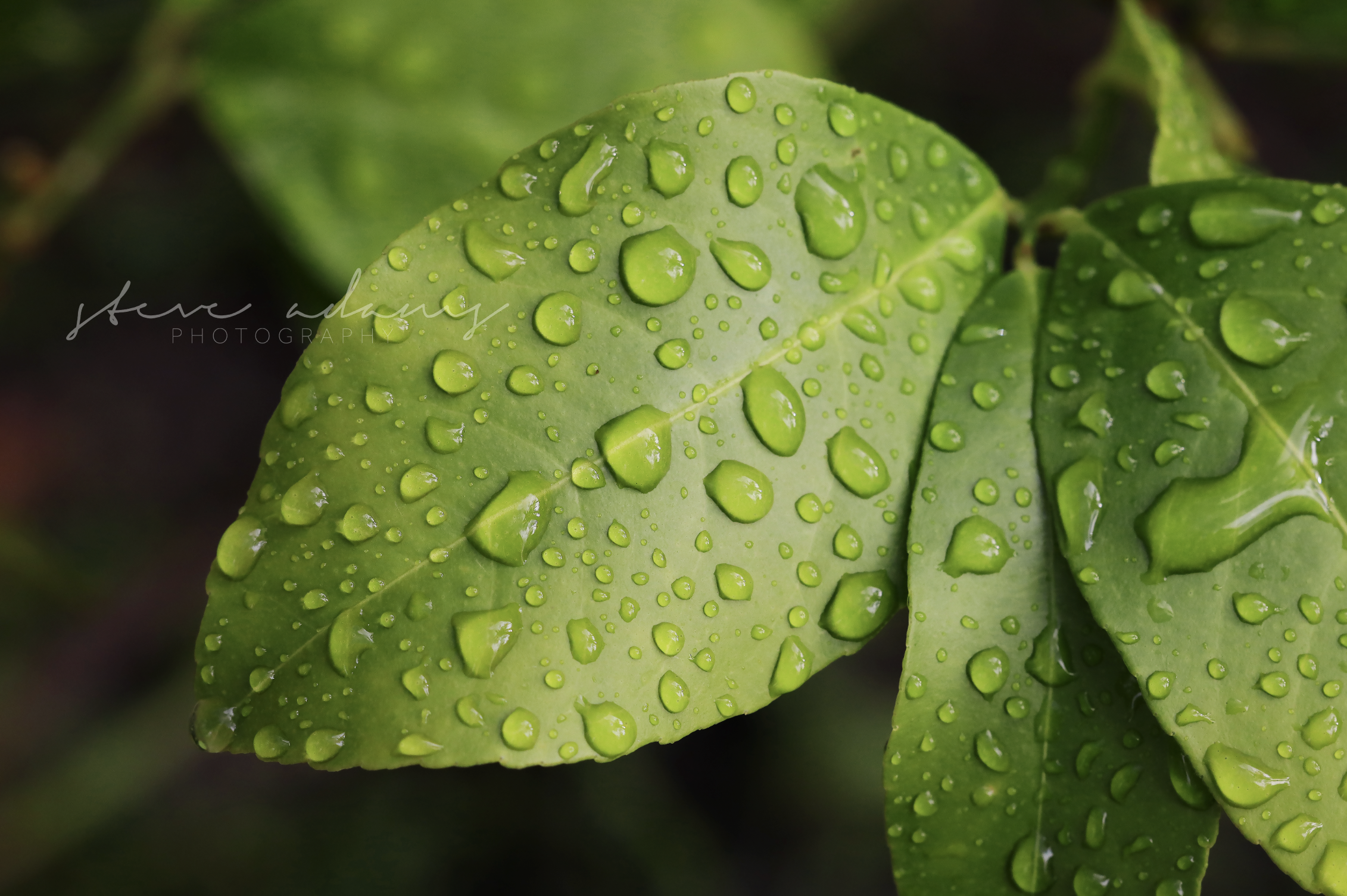 Citrus Rain (Digital Download)