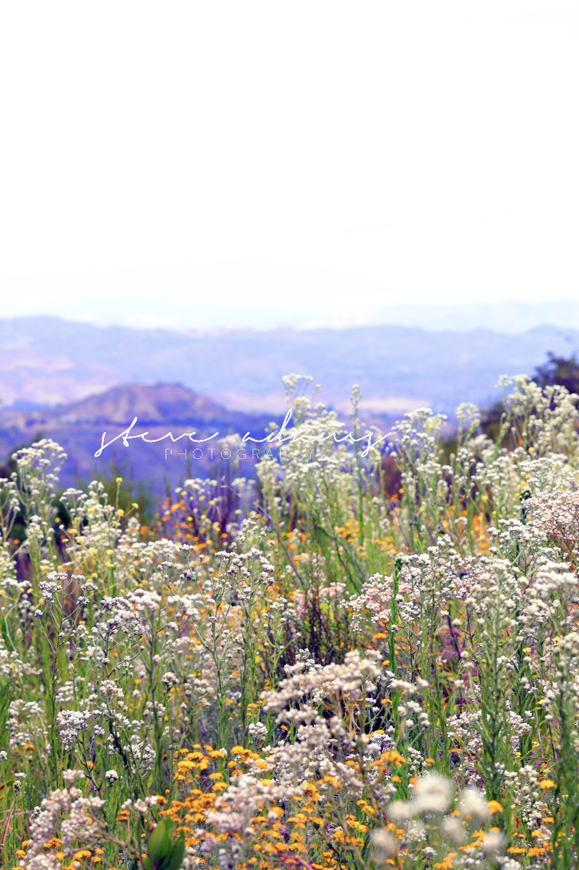 Wildflower Ridge (Digital Download)