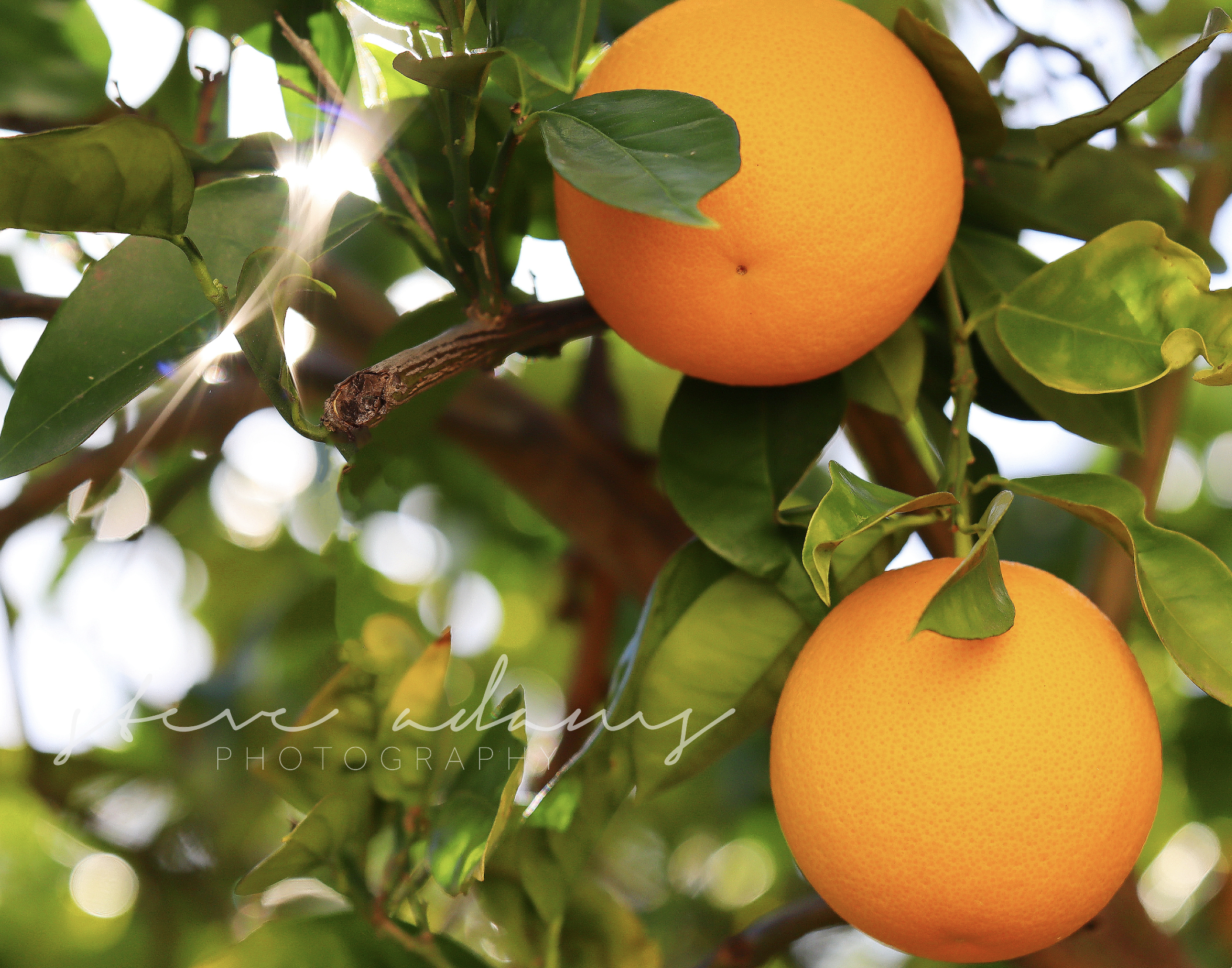 Golden Harvest (Digital Download)