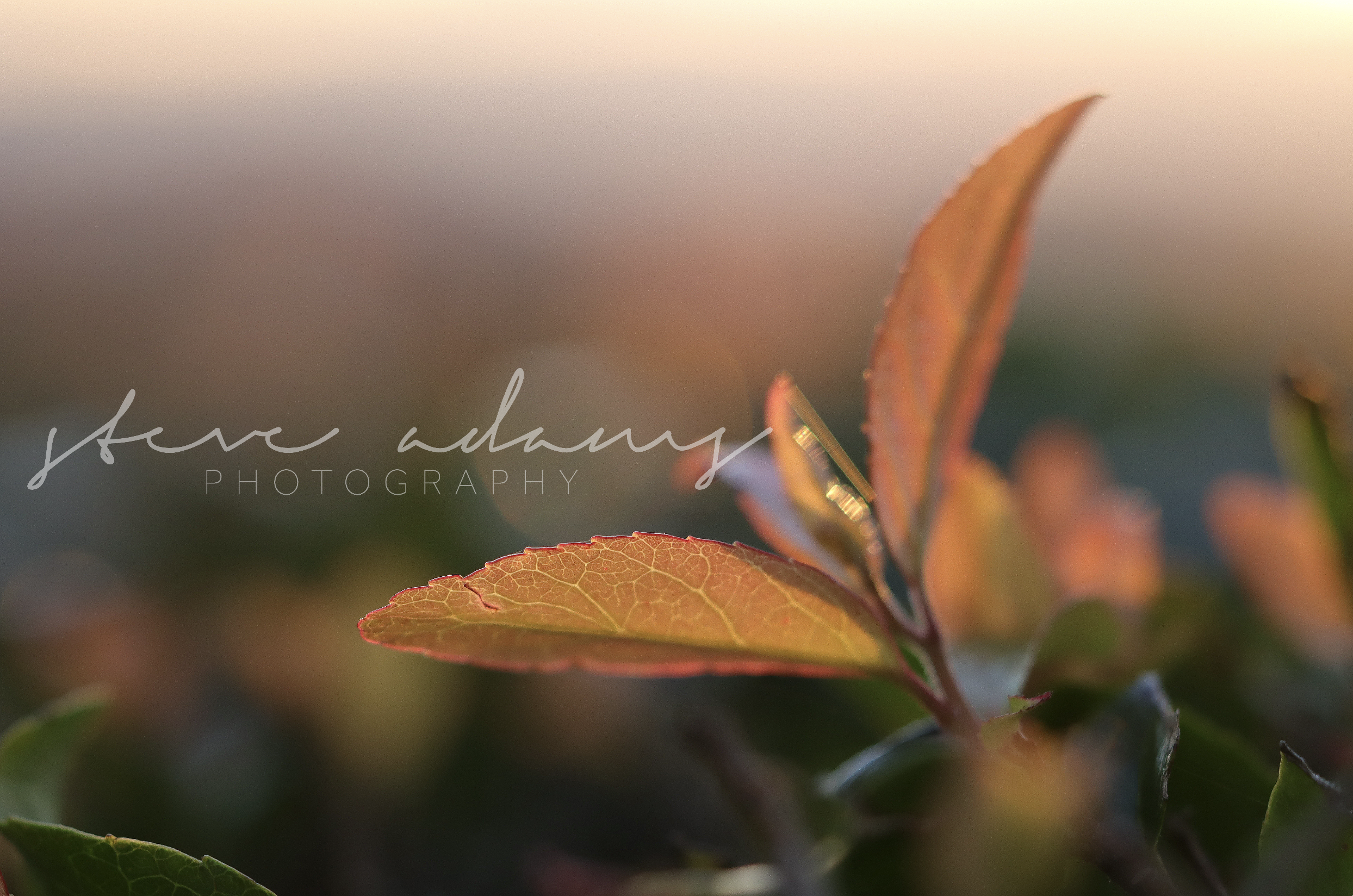 Venules (Digital Download)