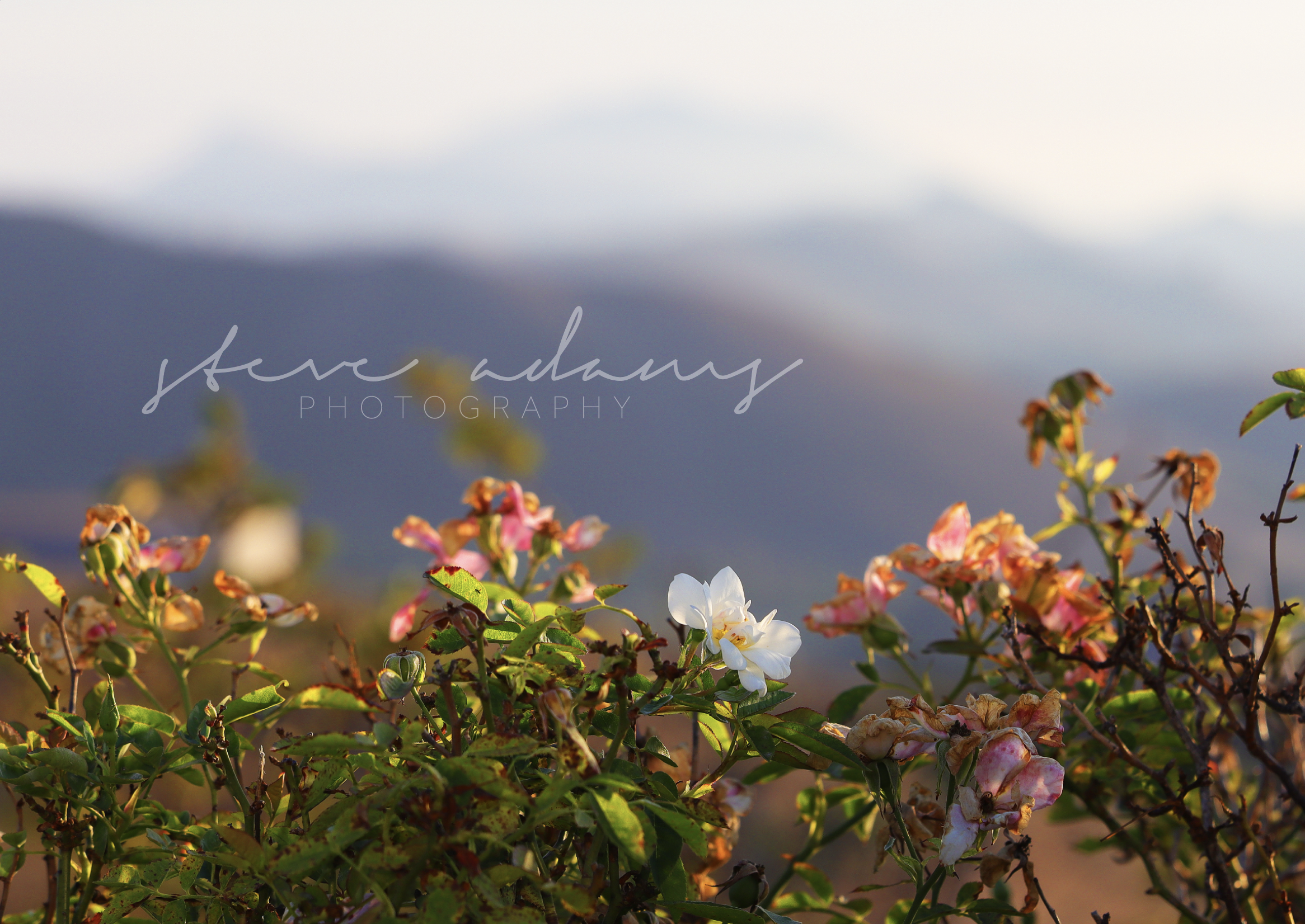 Screenshot 2026-01-19 at 8.21.13 PM.png