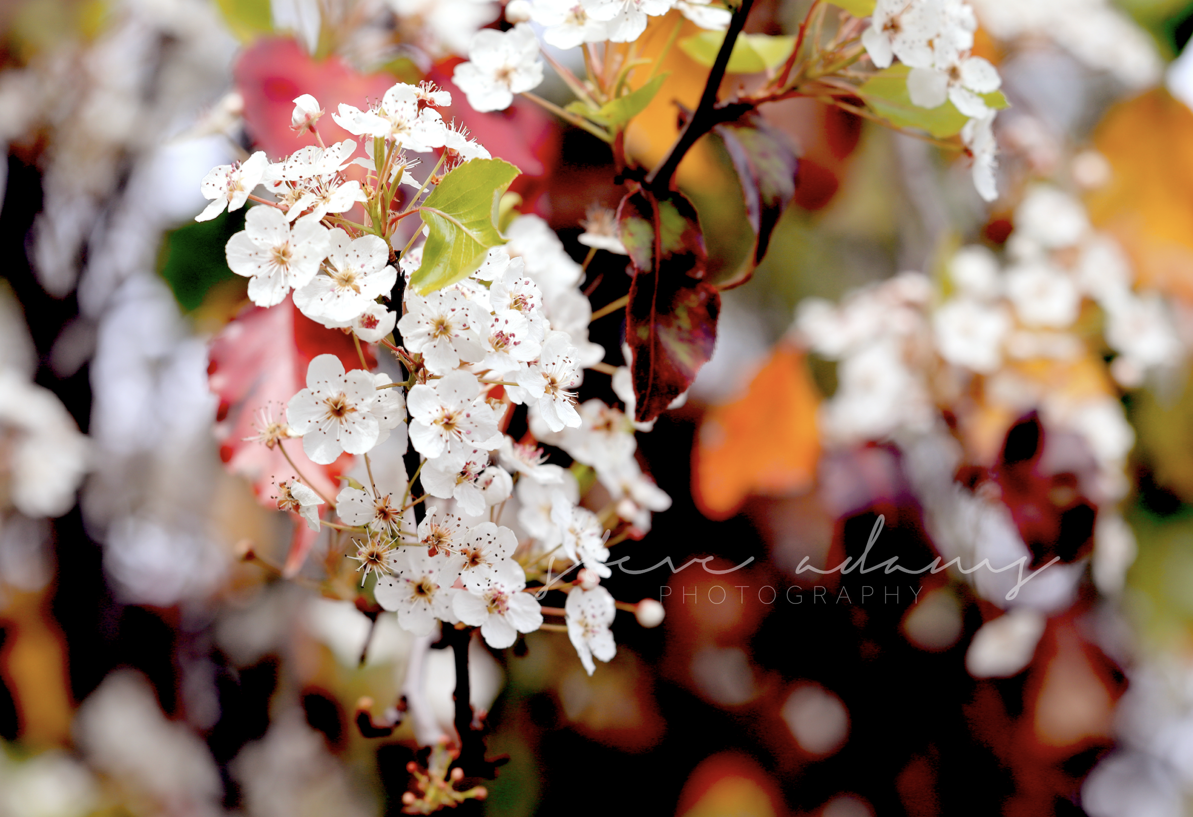 Apple Blossom (Digital Download)