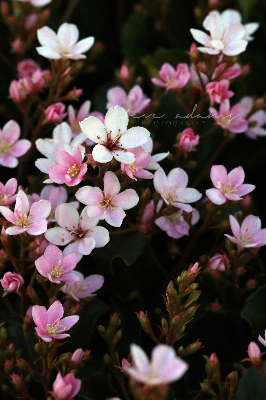 Hawthorne’s Blush (Digital Download)