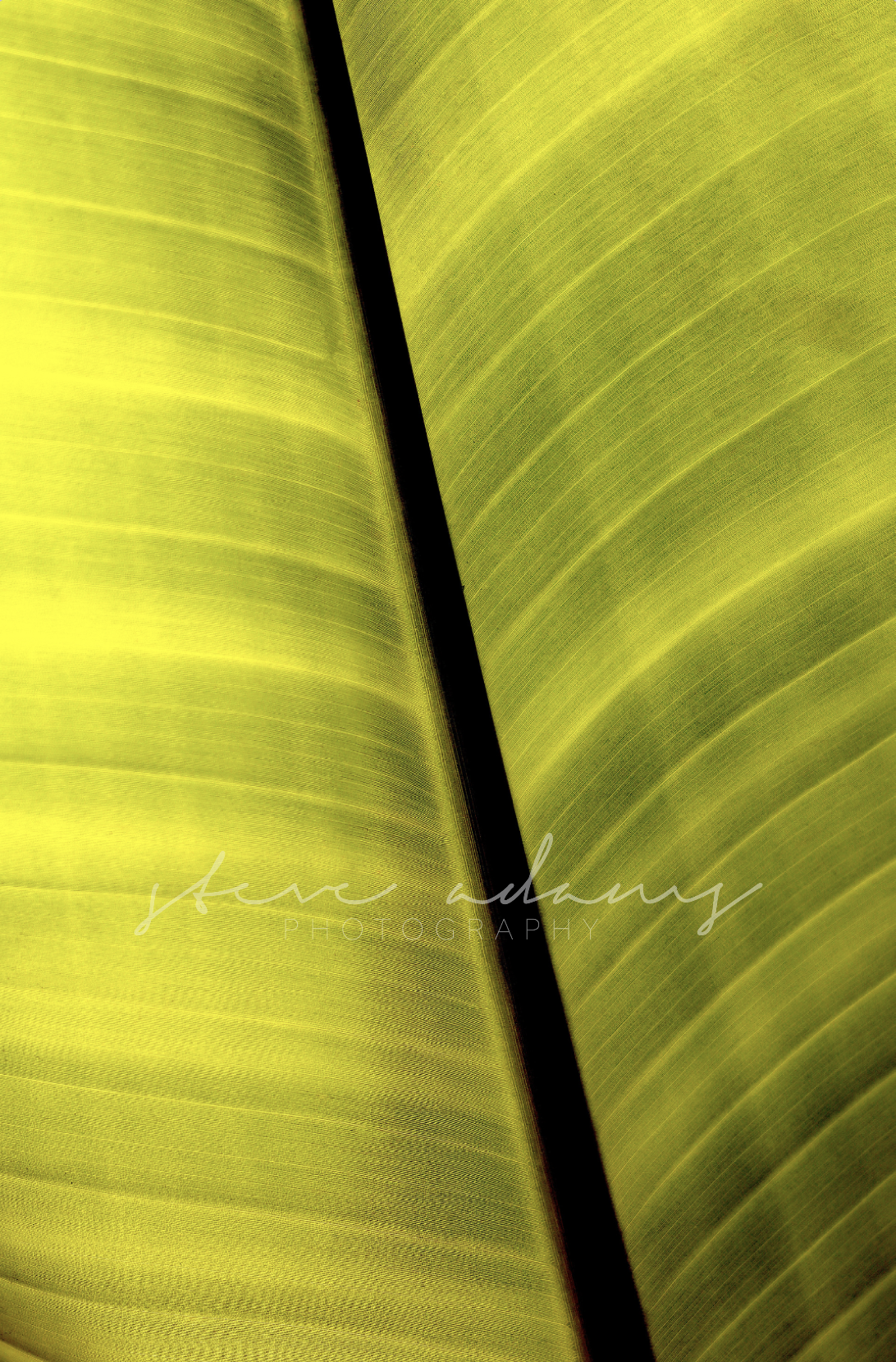 Frond (Digital Download)