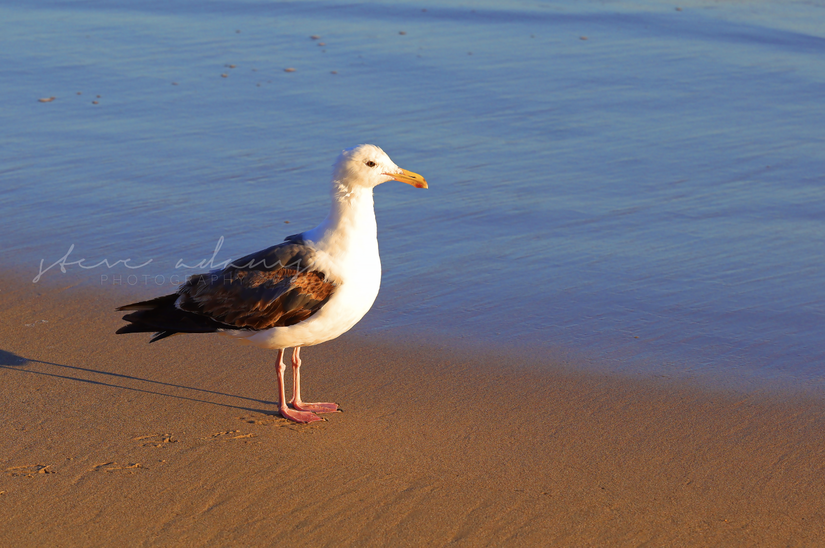 Friendly Gull (Digital Download)