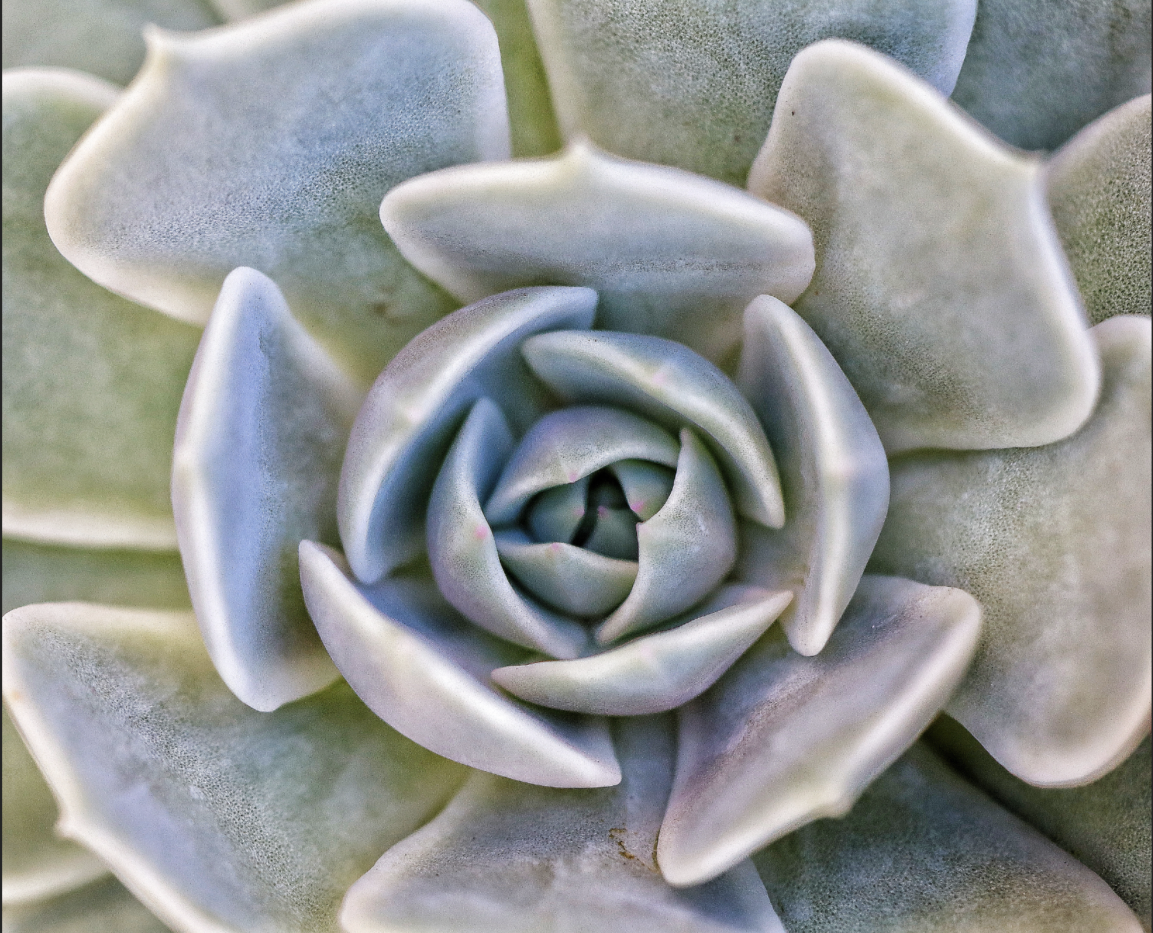 Castelo Branco (Digital Download)