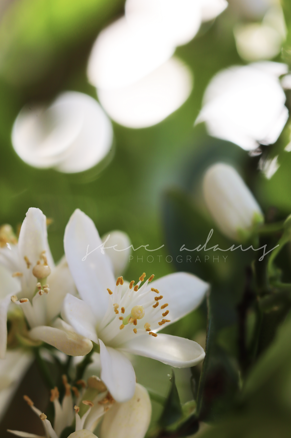 Orange Blossom (Digital Download)