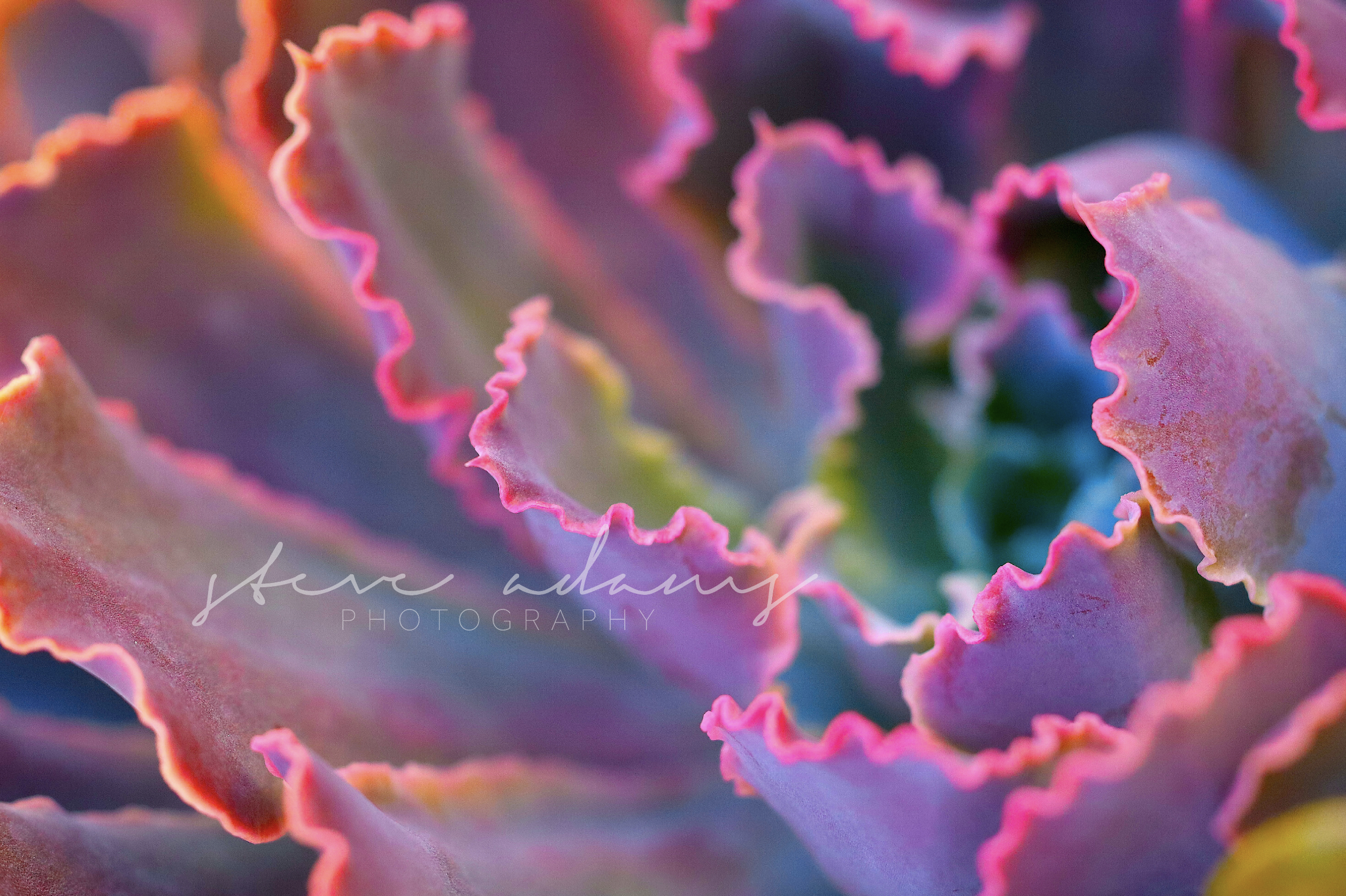 Rainbow Succulent (Digital Download)