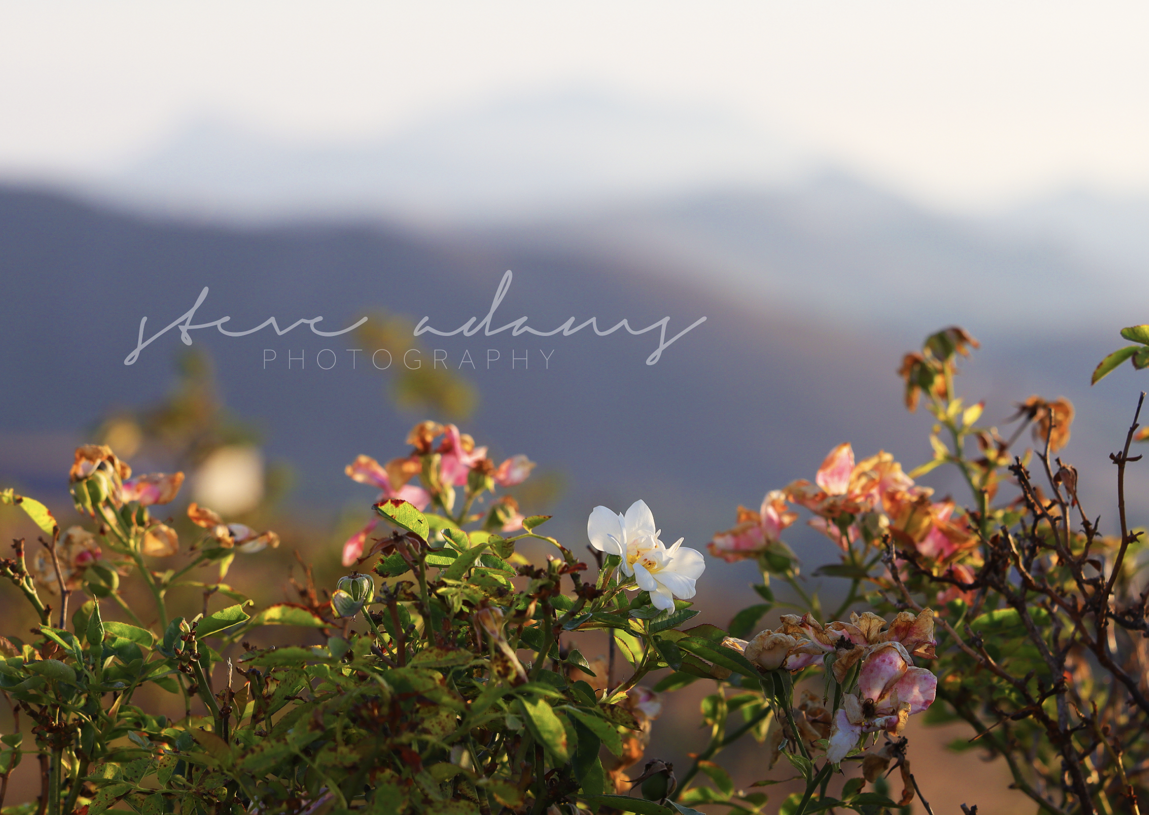 Screenshot 2026-03-22 at 6.20.29 PM.png