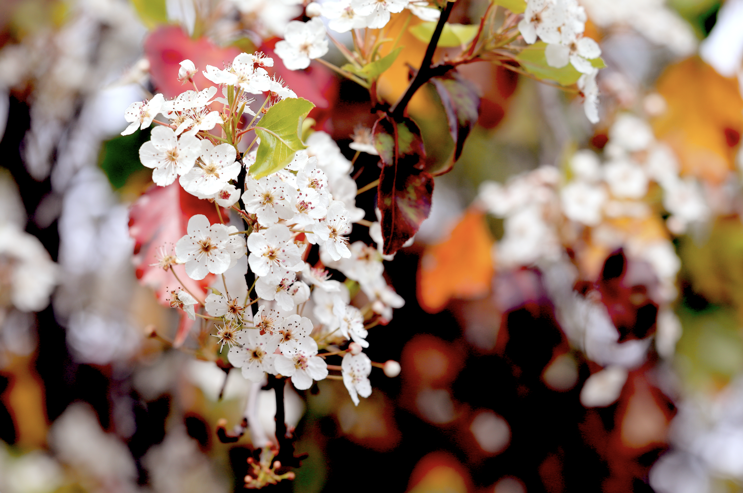 Apple Blossom (Digital Download)