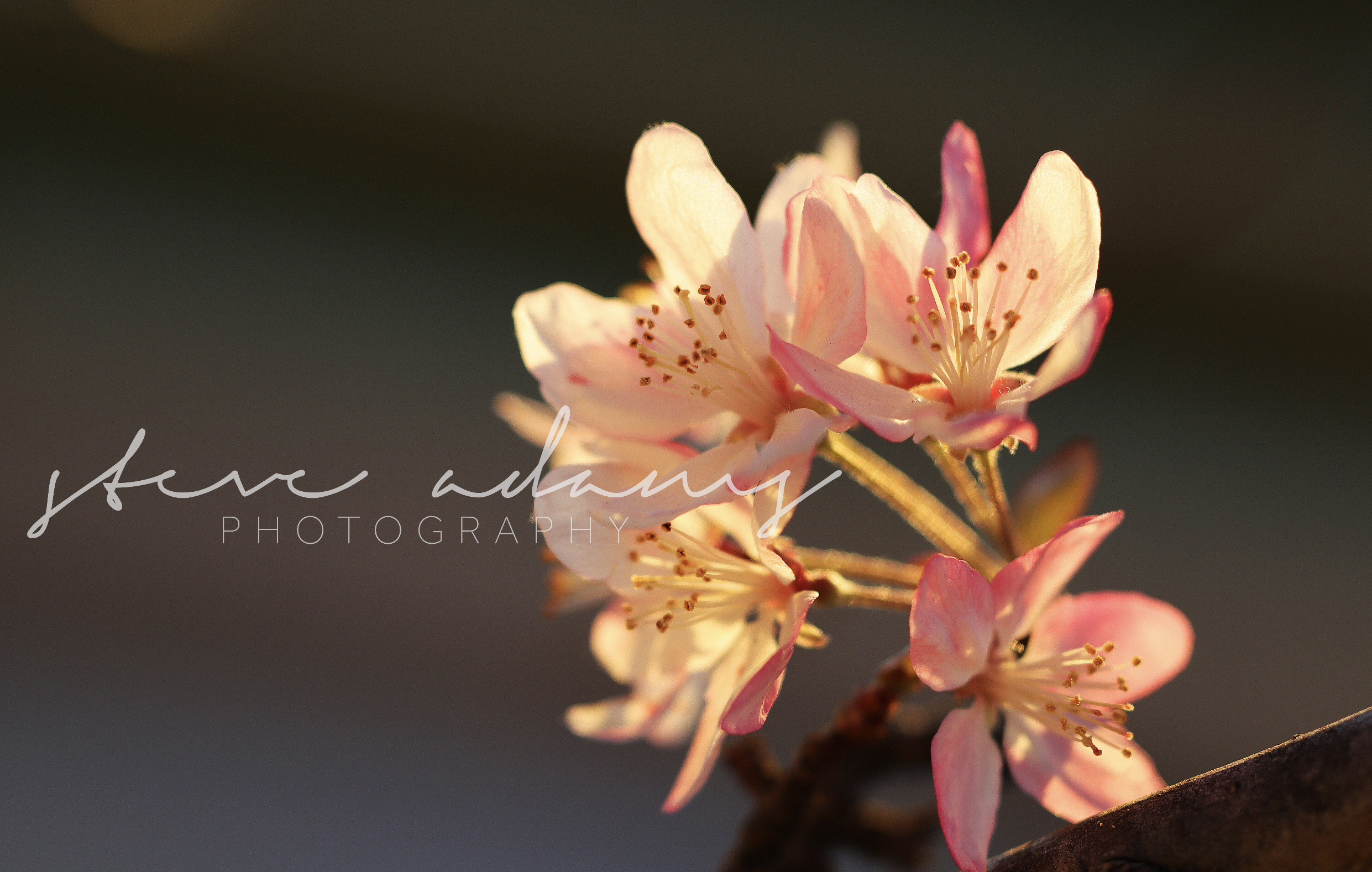 Cherry Bud (Digital Download)