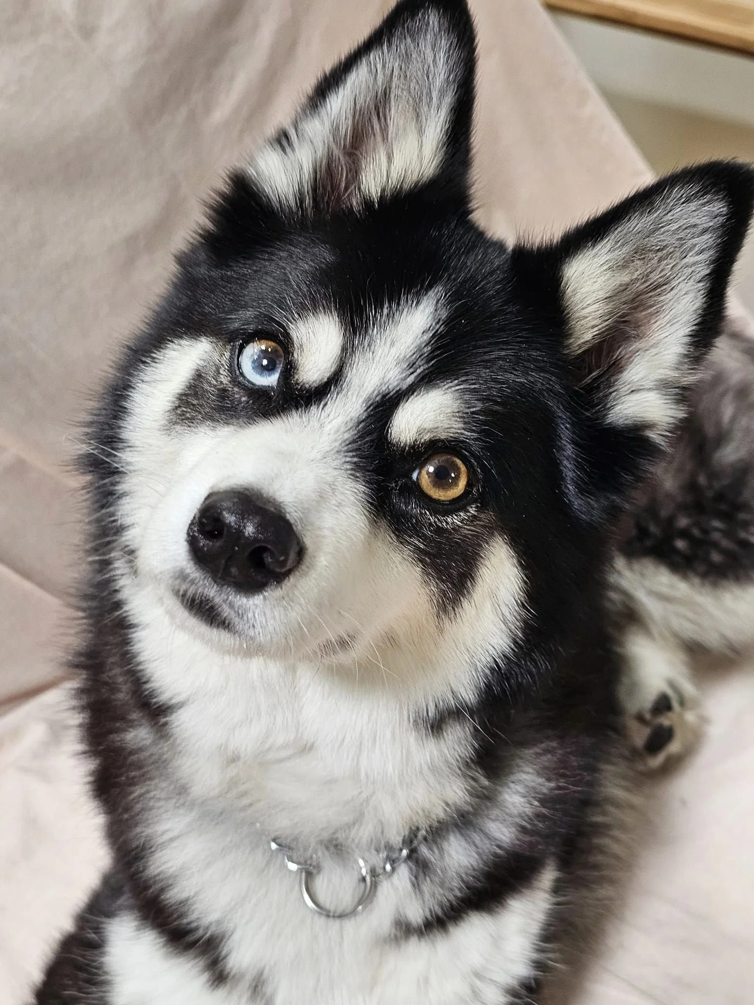 Close-up of a husky dog with heterochromia, one blue eye and one brown eye, sitting on a light-colored surface.