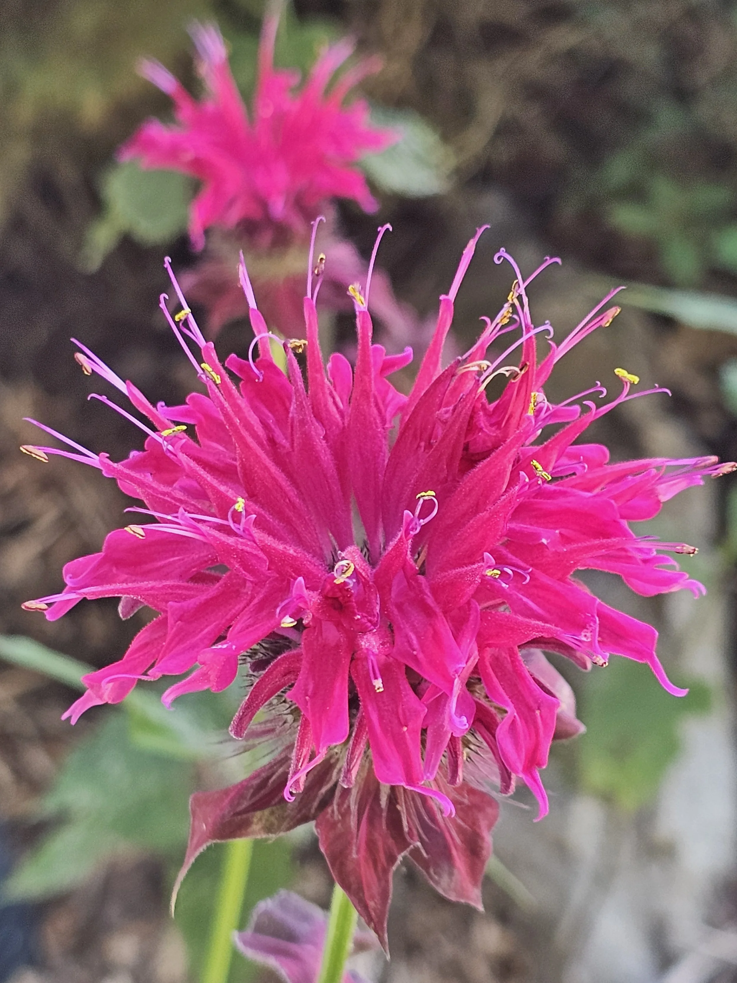 The hillsides and forest floors are covered in medicinal herbs, sacred plants and mushrooms