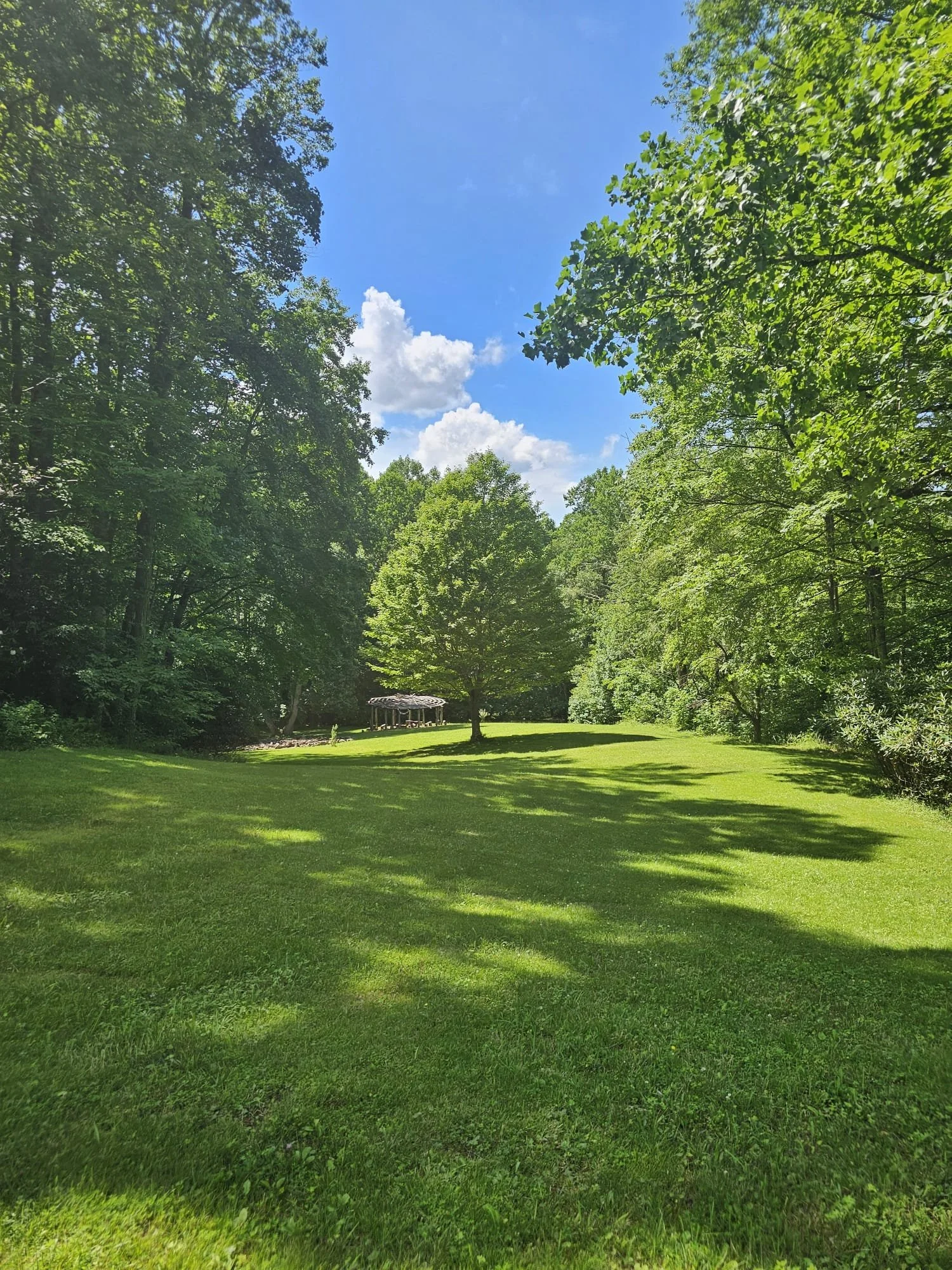 Guided Forest Bathing sessions available.  The trees here are simply breathtaking and generate healing terpenes all around you