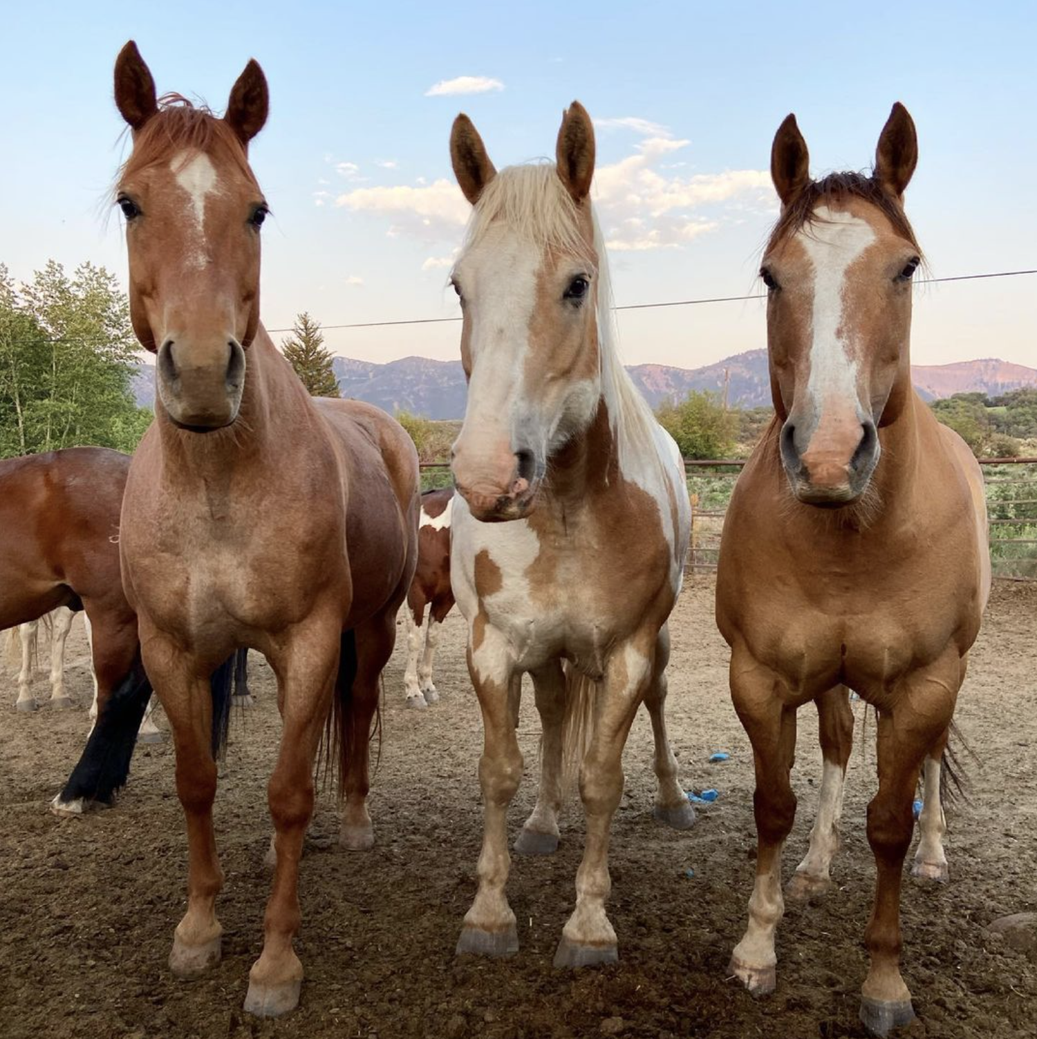 Three horses standing on dirt ground with a fence, trees, and mountains in the background under a partly cloudy sky.