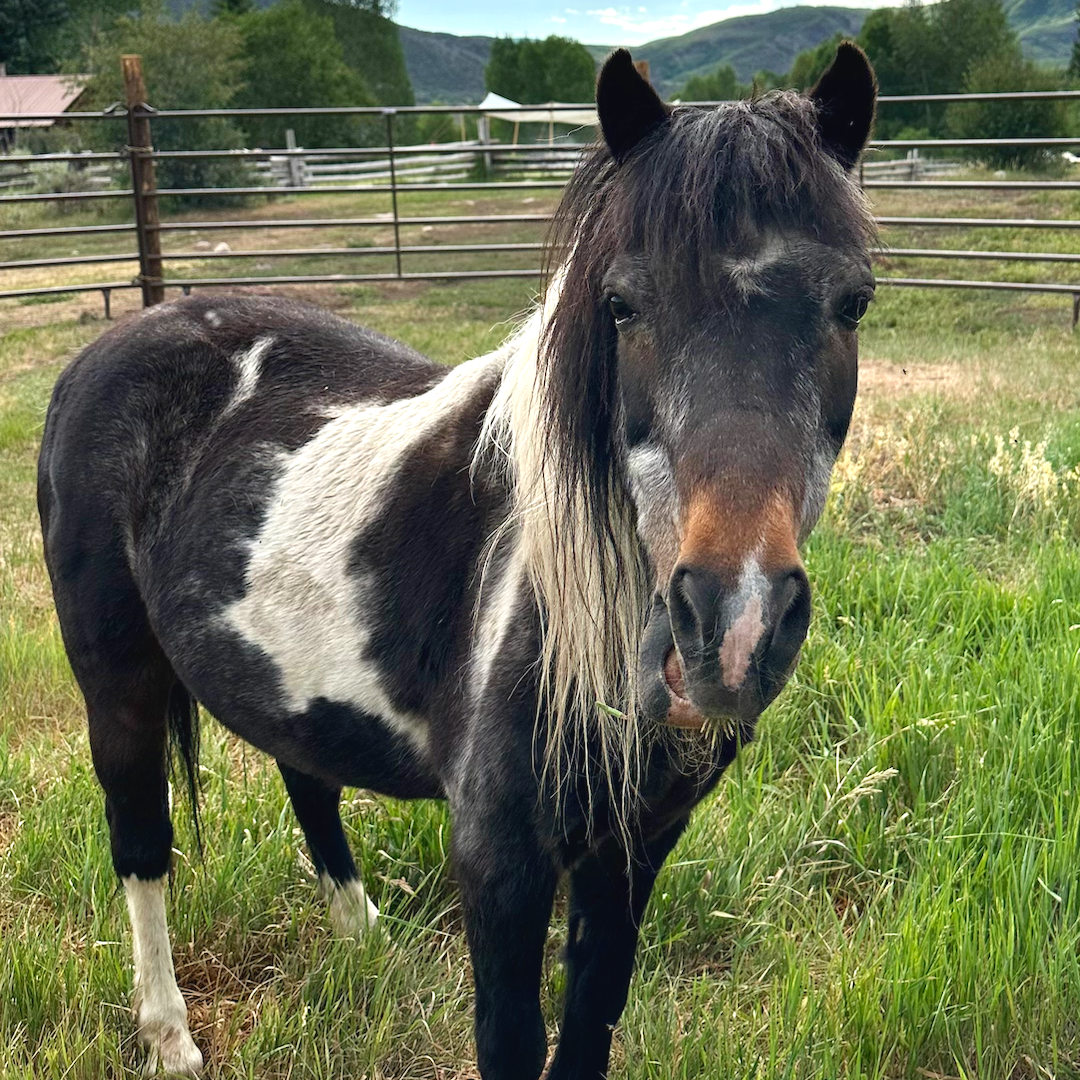 A black and white paint horse standing in a grassy field with a farm fence and trees in the background.