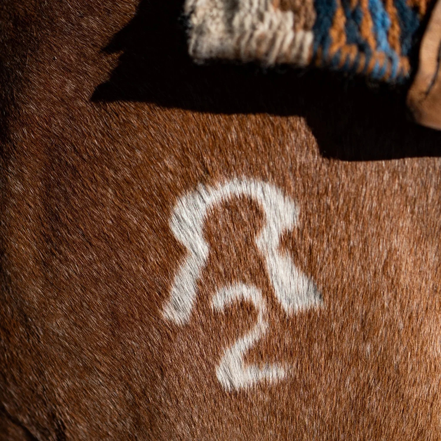 Close-up of a brown horse's coat with a white brand or marking in the shape of the number 22.