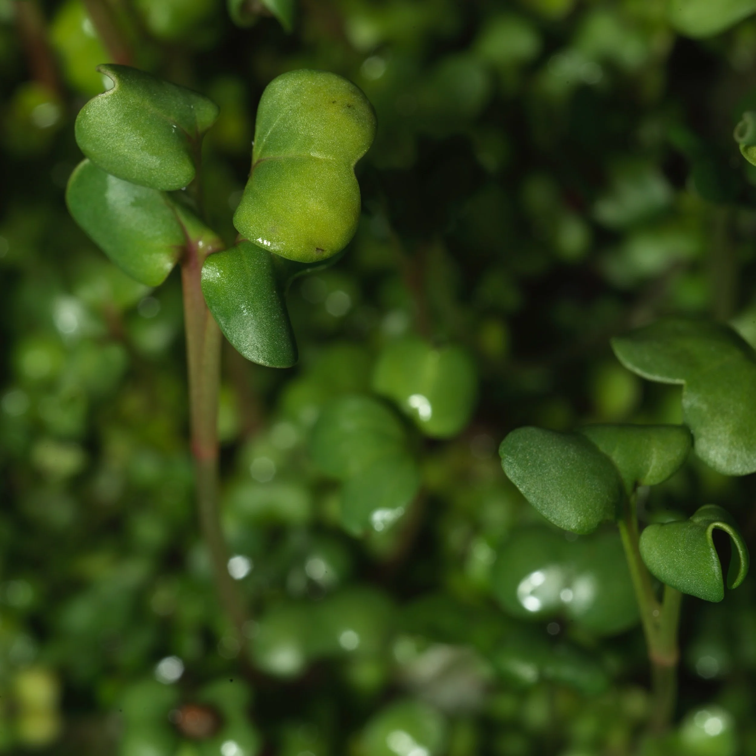PREORDER Microgreens