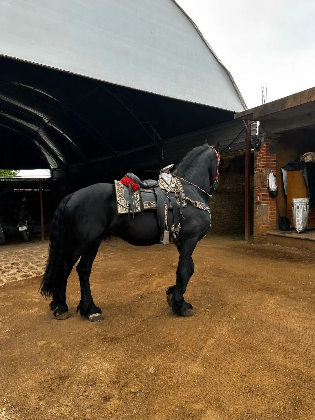 Caballo con silla de montar, riendas y cobijas en un establo al aire libre.