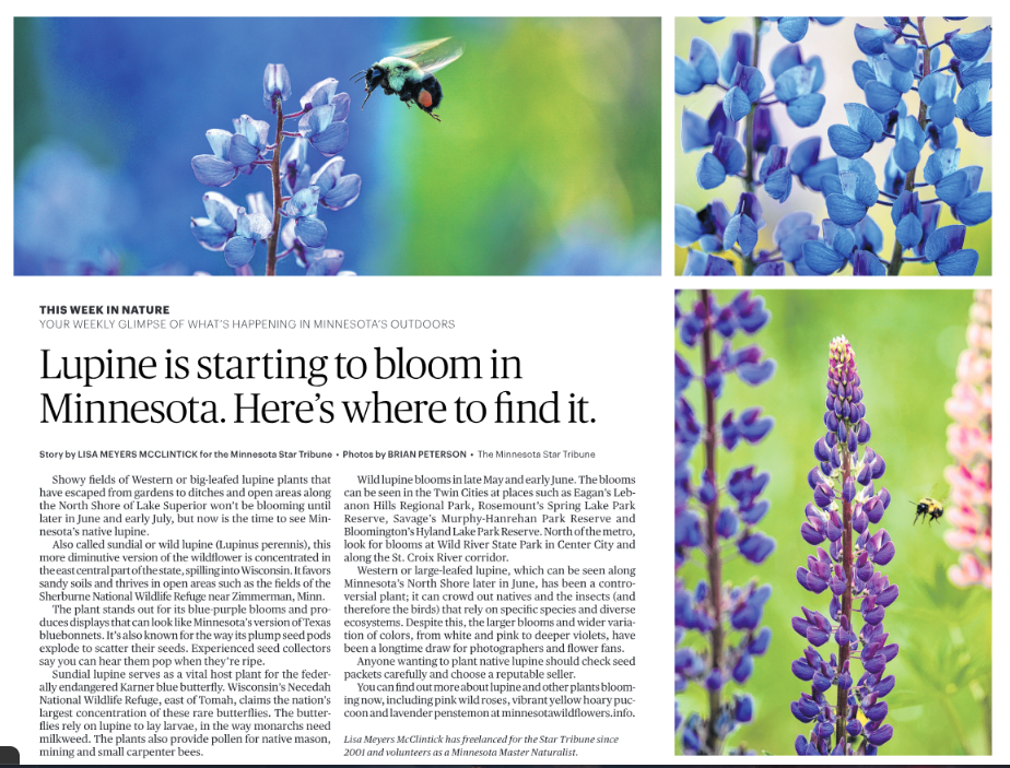 TWIN Lupine Star Tribune 6.7.25.png