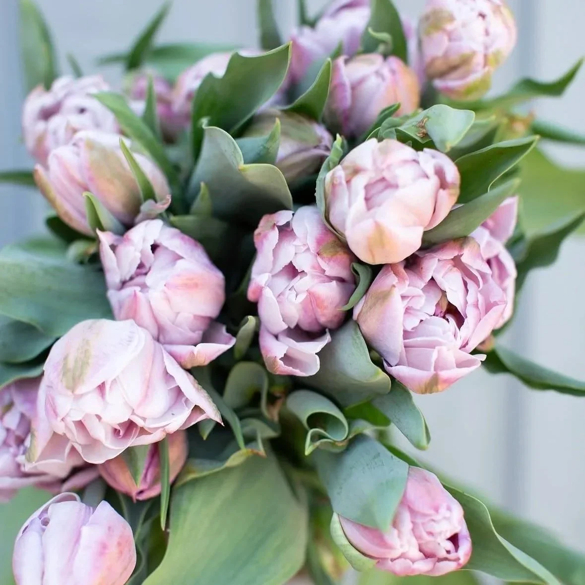 Tulips