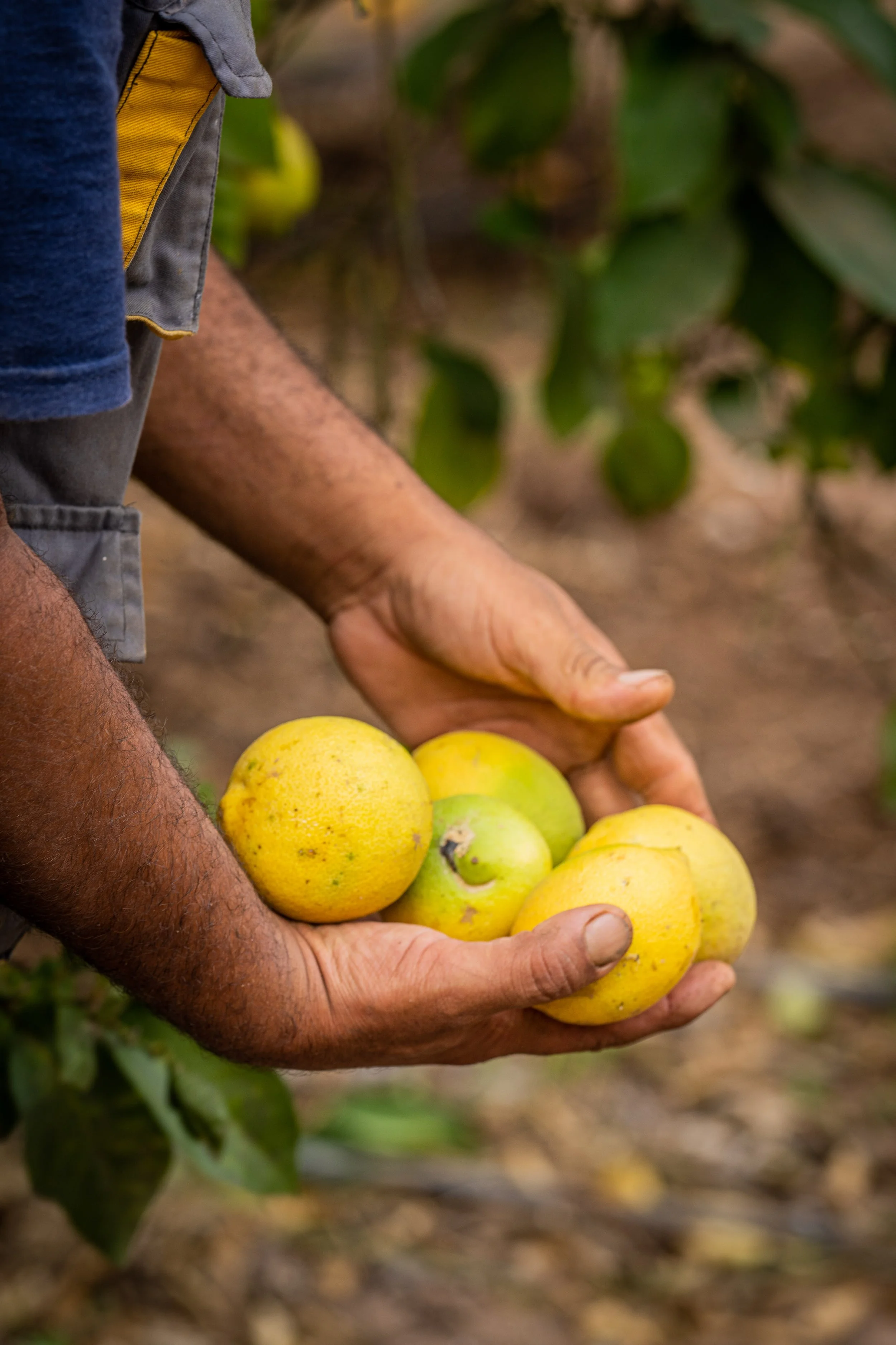 A person holding five yellow and green lemons in their hands on a lemon tree farm.