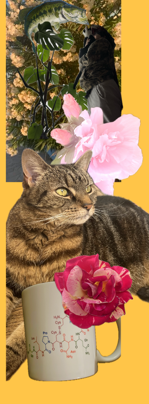 A collage image, yellow background. A tabby cat, three pictures of flowers and a white mug with the chemical sign for oxytocin on it in multicolours.