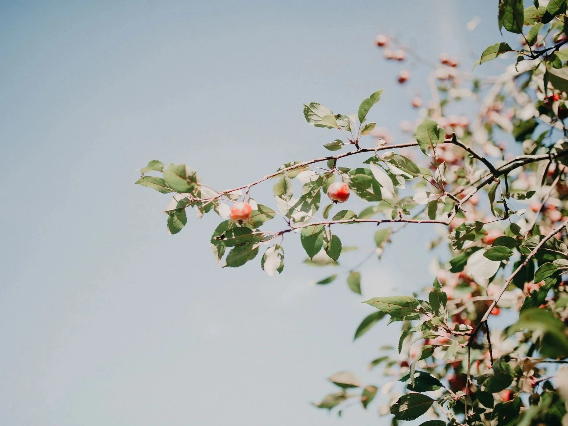 A tree branch with small red and white berries and green leaves against a clear blue sky.