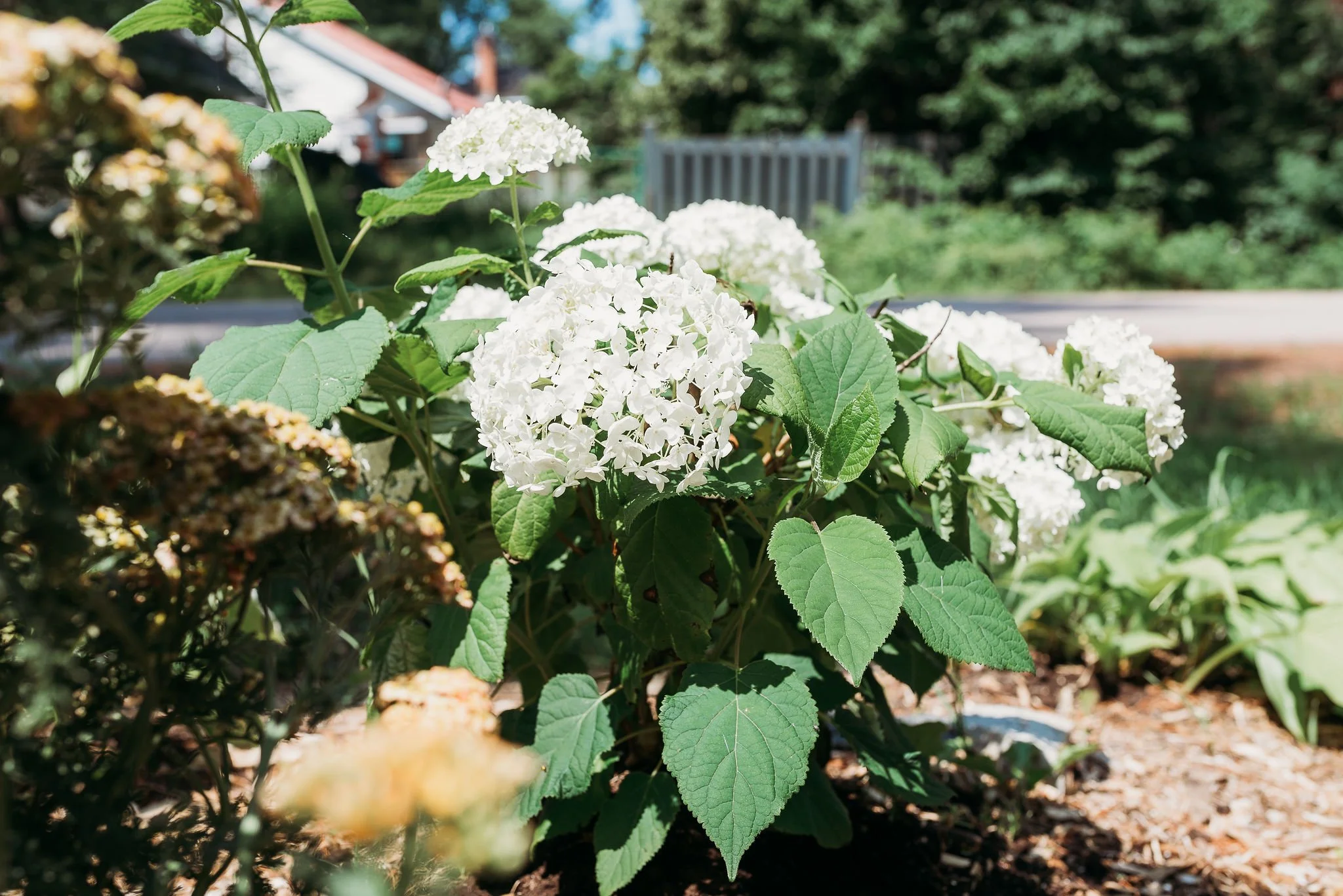 White hydrangea flowers in a garden with green leaves and a blurred background.