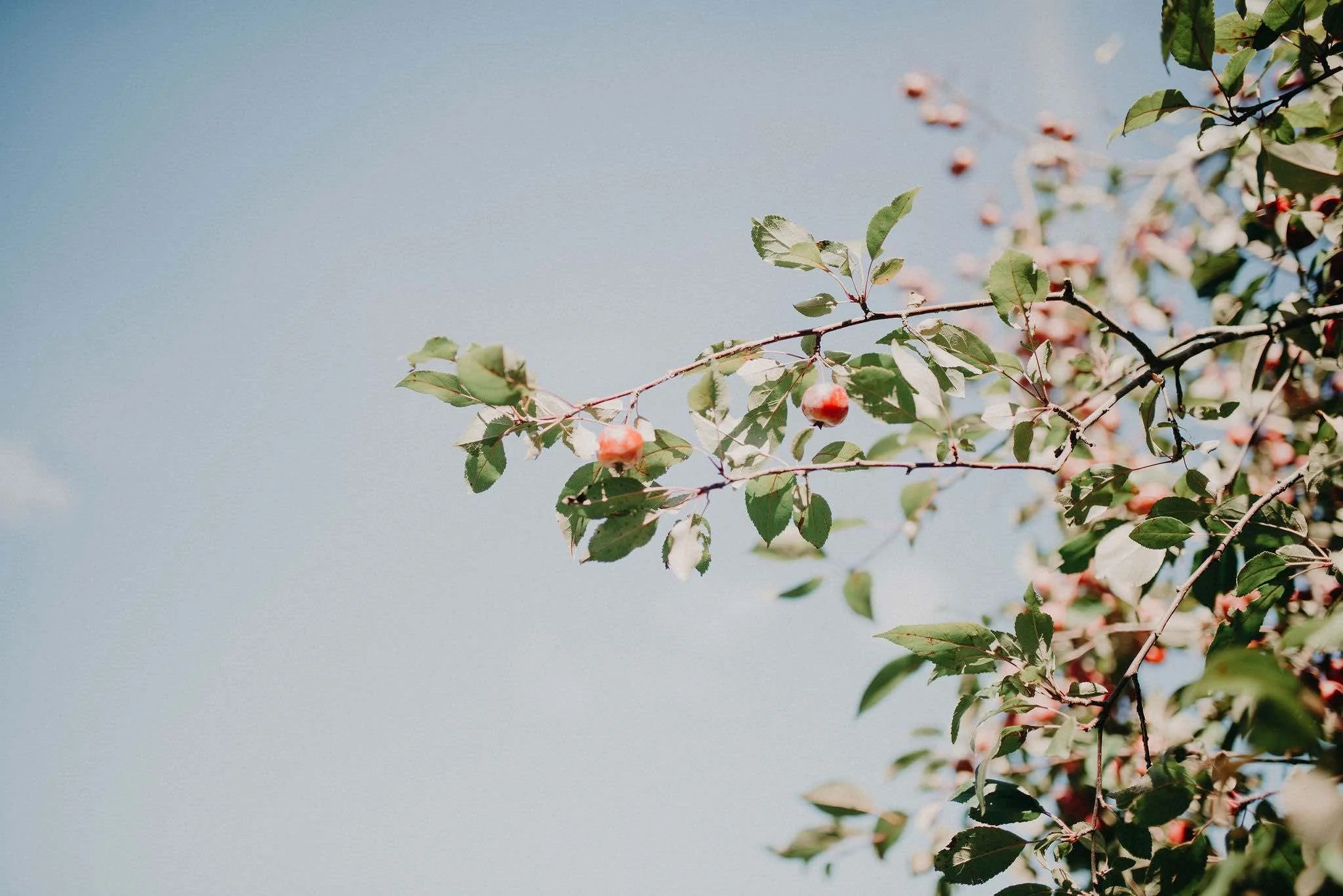 A tree branch with small red and white berries and green leaves against a clear blue sky.