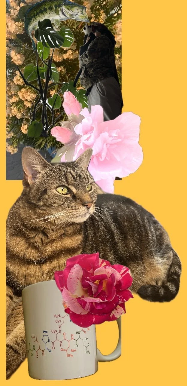 A collage: A tabby cat, white mug with the symbol for oxytocin, two pink flowers, a monstera plant in front of a window, Joey is holding their cat and pointing up, wearing a hoodie and sweatpants. Yellow background