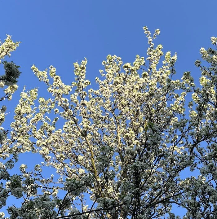 A photo of white blossoms on tree branches against a blue sky. Taken from the ground pointing up.