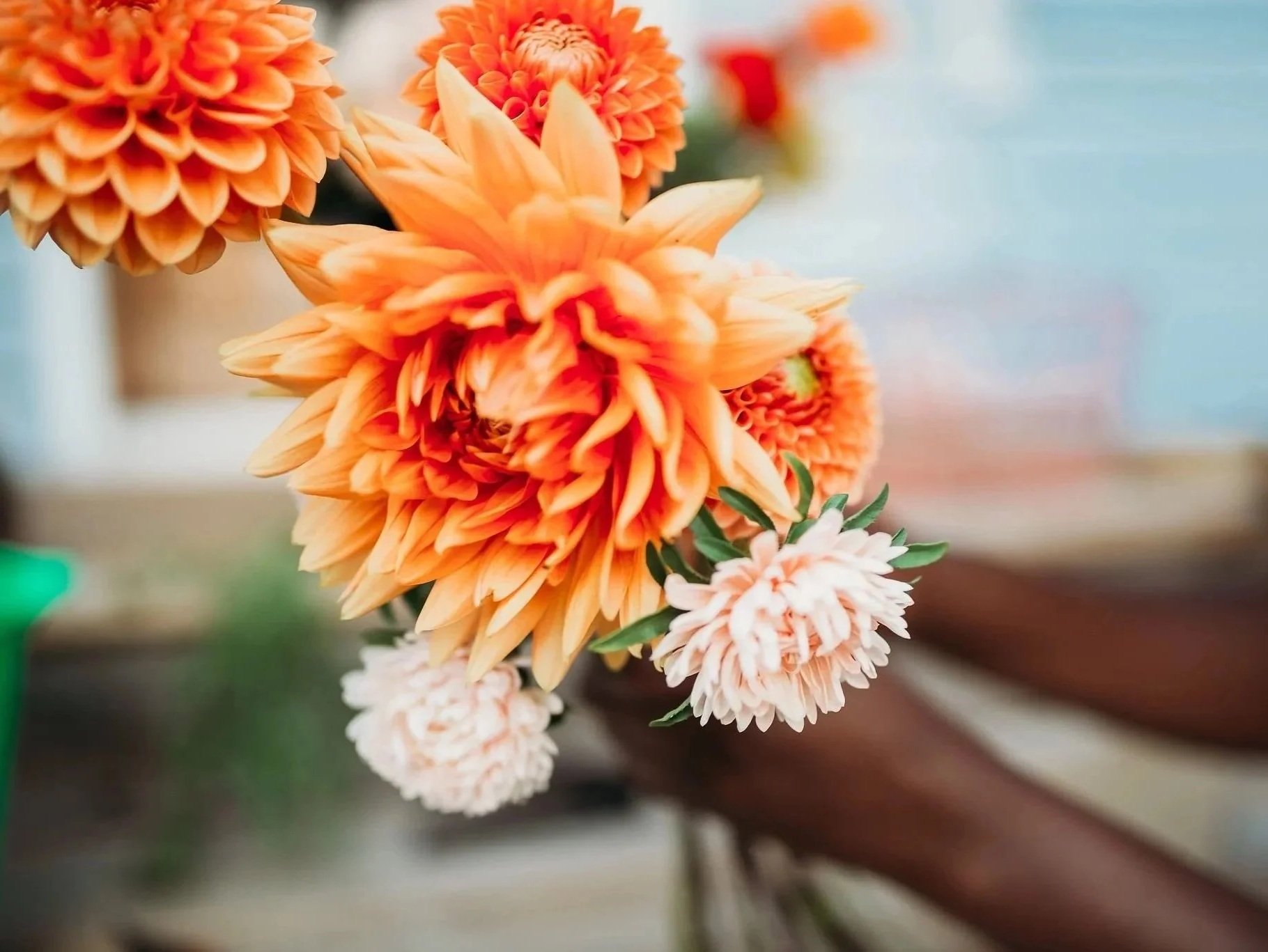Close-up of orange and white dahlias flowers in a bouquet, held by a Black person who's arms are visible